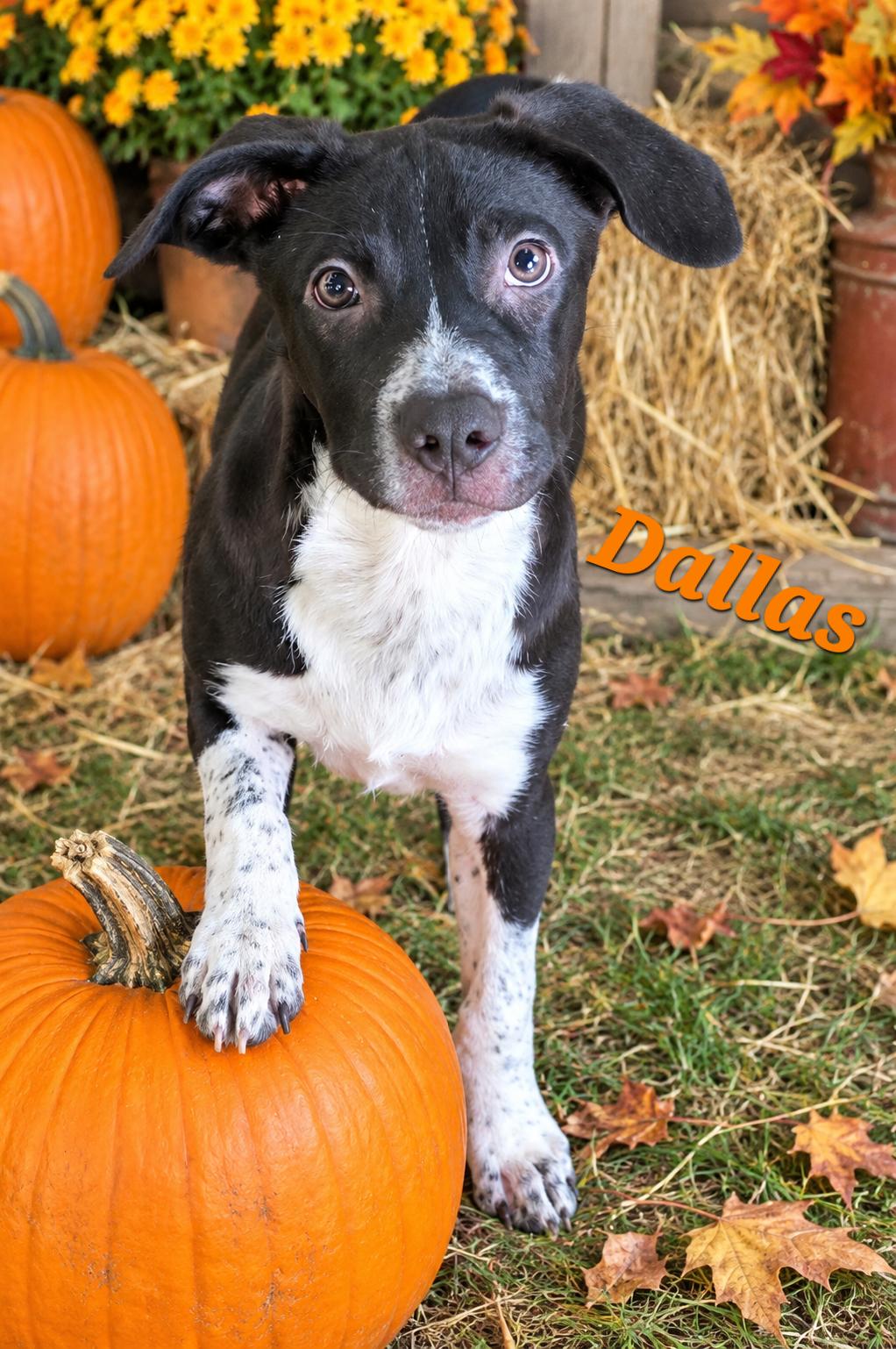 Dallas, Adoptable, Puppy Male Labrador Retriever & Australian Cattle Dog / Blue Heeler.