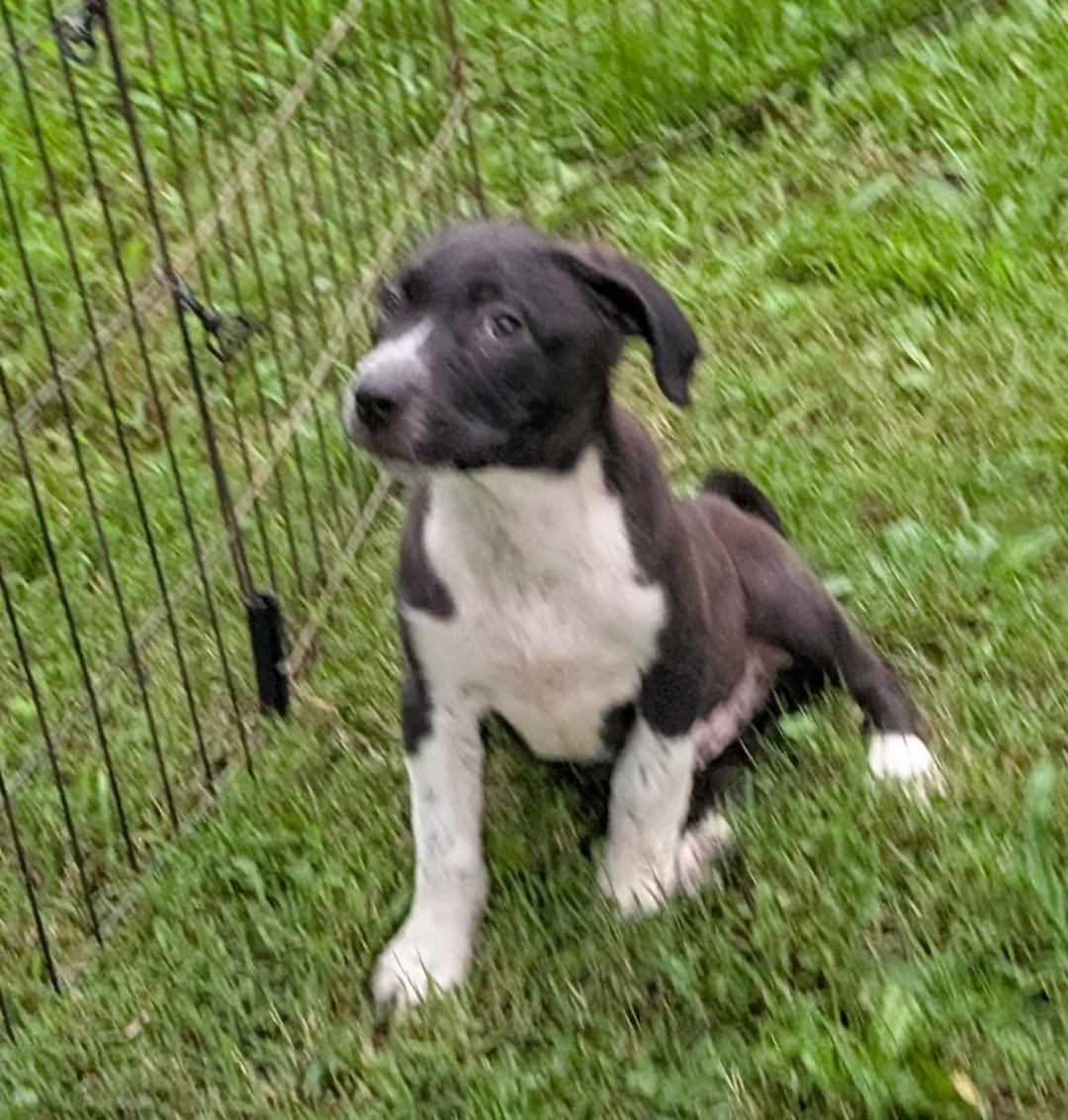 Enlarge Dallas, a ADOPTABLE mixed breed in Watertown, CT image 1/5