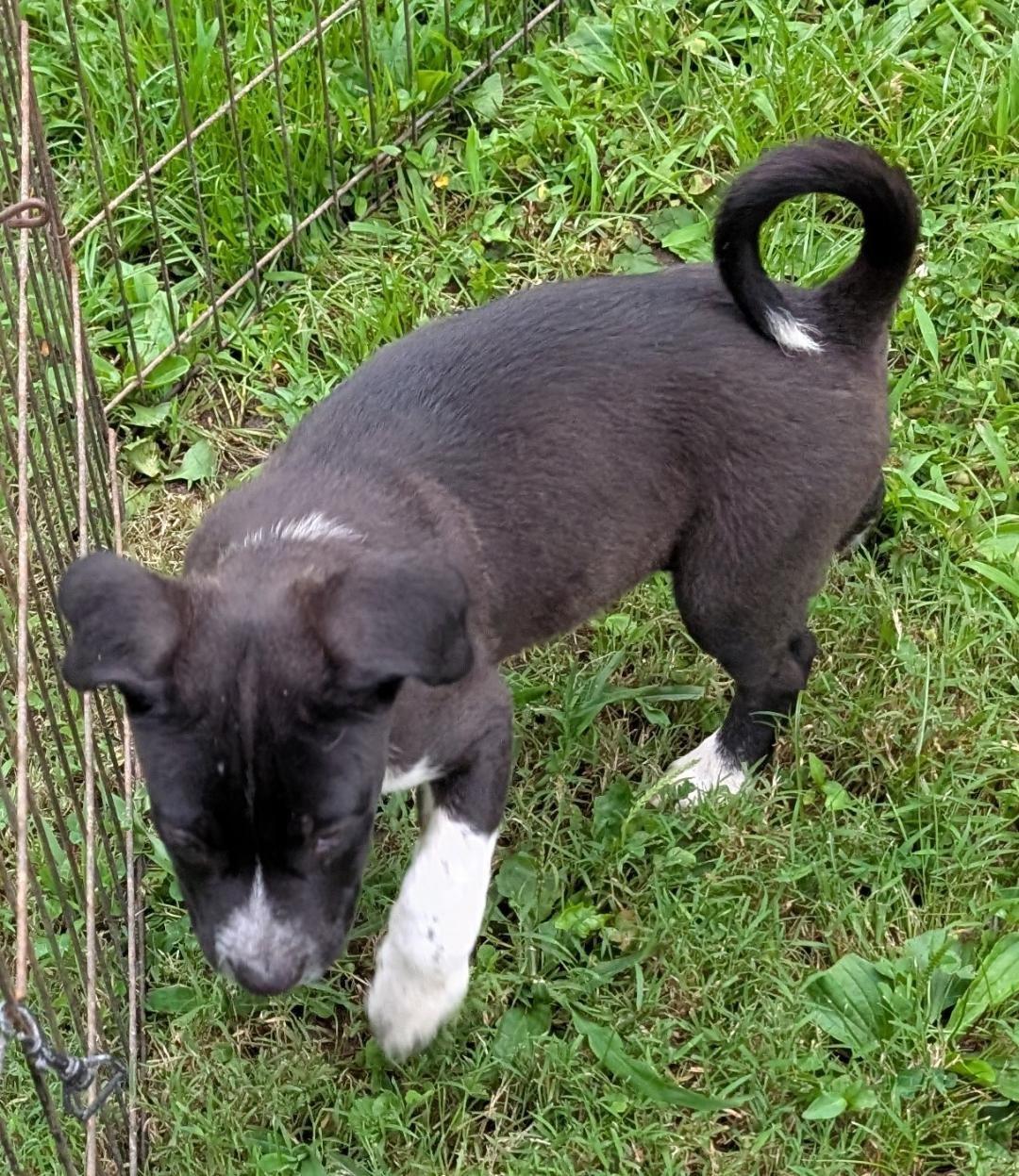 Enlarge Dallas, a ADOPTABLE mixed breed in Watertown, CT image 4/5