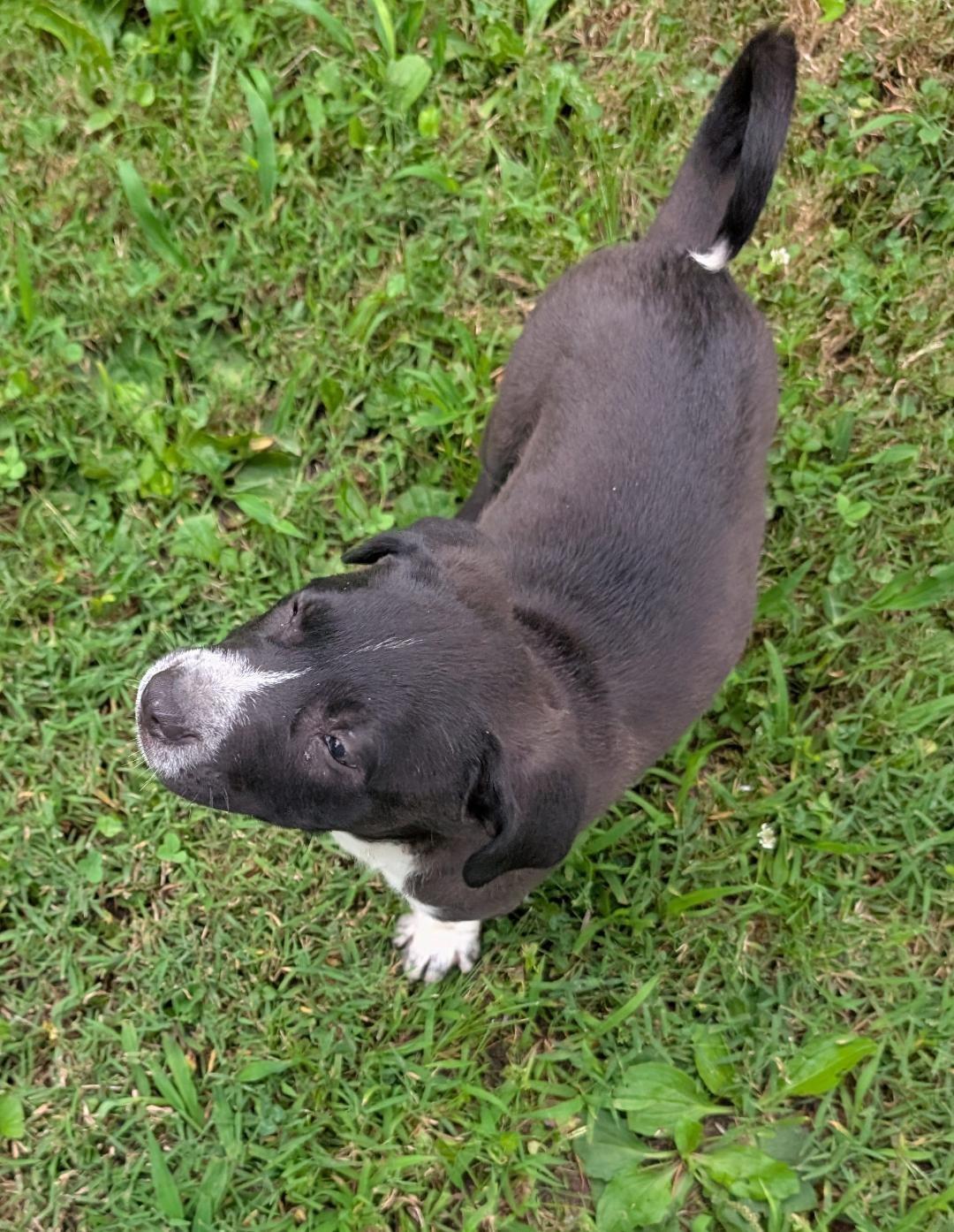 Enlarge Dallas, a ADOPTABLE mixed breed in Watertown, CT image 3/5