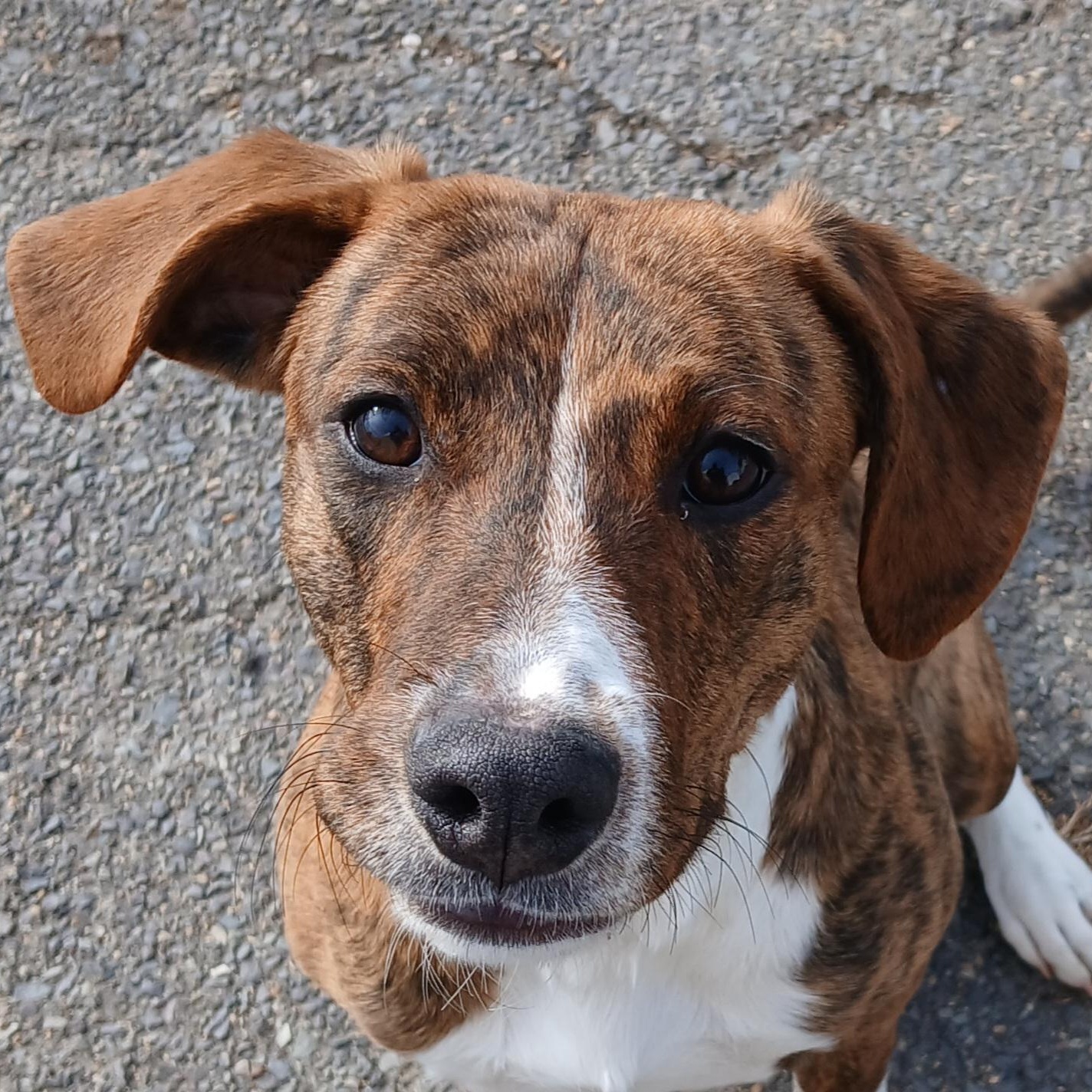 WILLOW, adoptable, Puppy Female Plott Hound.