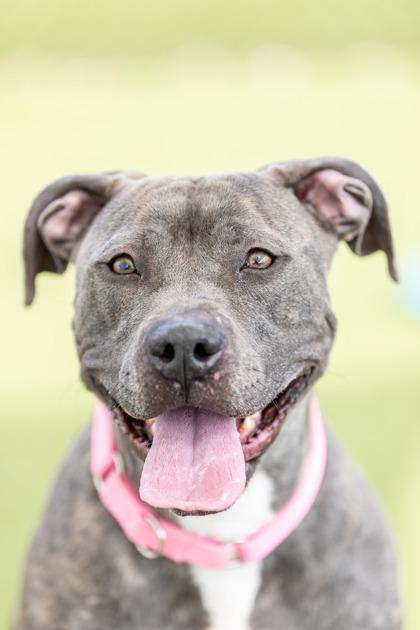 Scarlett — thumbnail 2