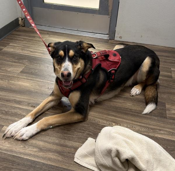 Ryder, Adoptable, Adult Male Shepherd & Siberian Husky.