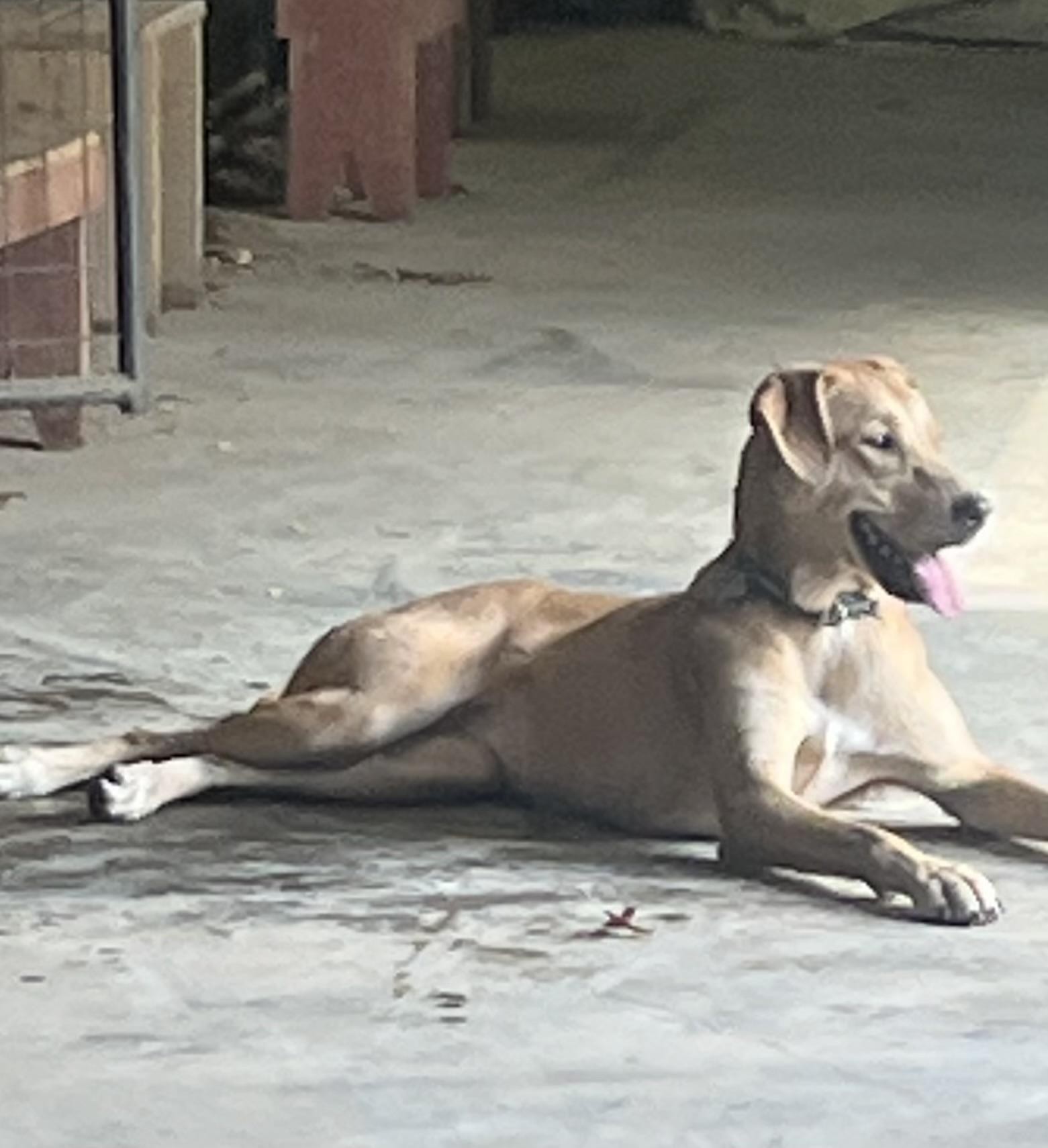 Pearl, Adoptable, Young Female Mixed Breed.