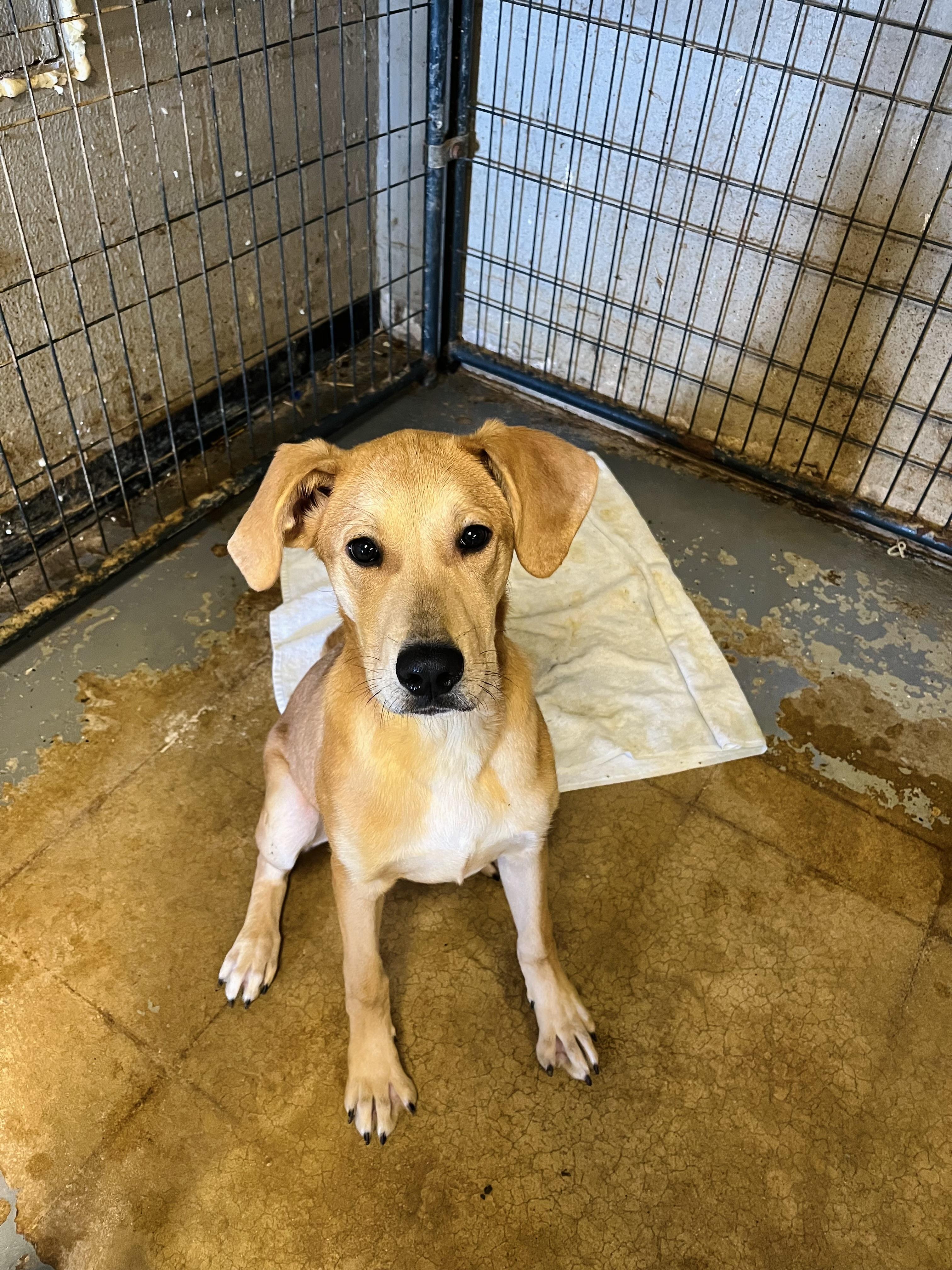 Enlarge Pearl, a Adoptable mixed breed in Shelbyville, TN image 1/1