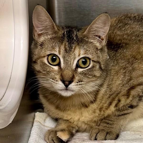 Raspberry Beret, Adoptable, Young Female Domestic Short Hair.