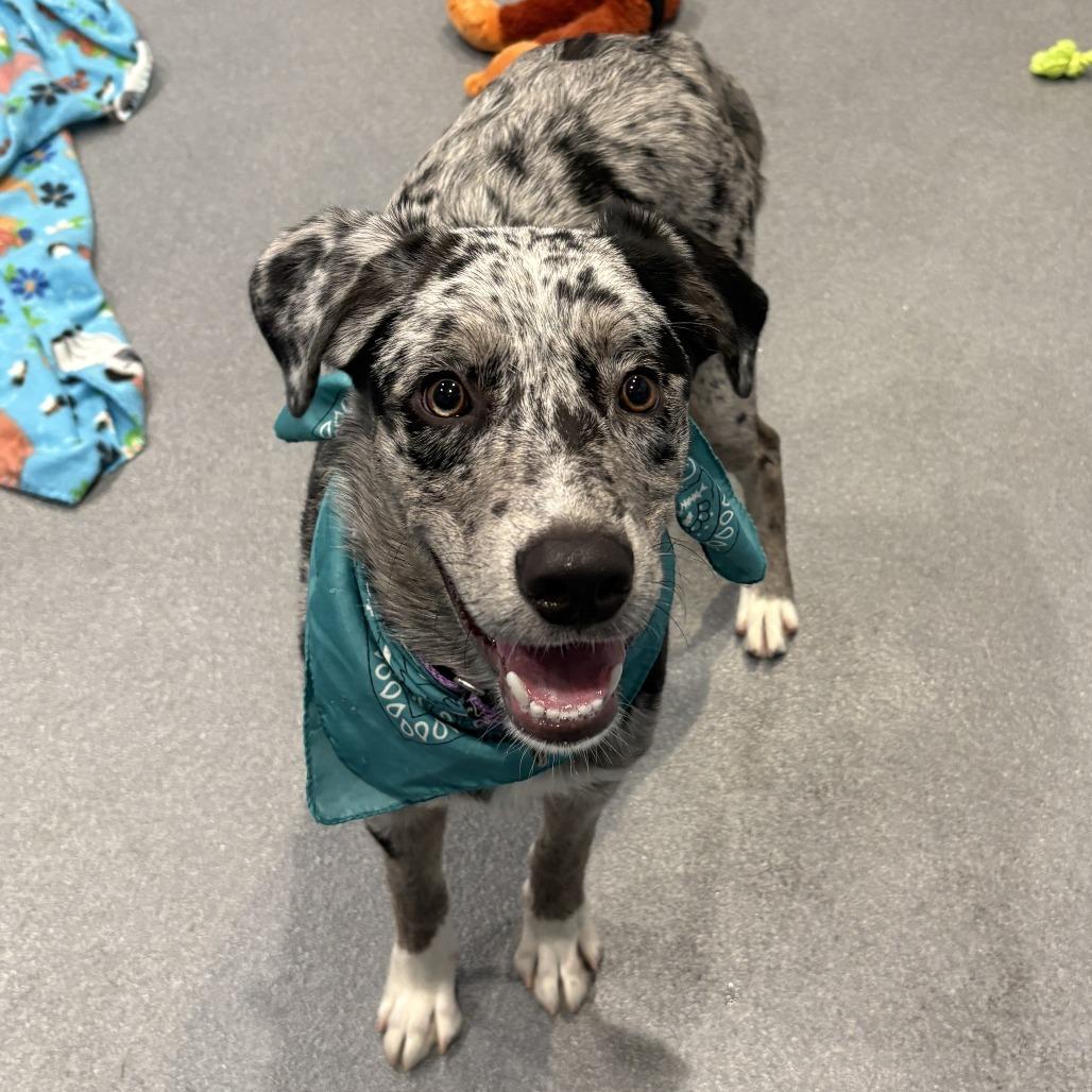 Enlarge Ray Ray, a Adoptable Mixed Breed in Canal Winchester, OH image 1/4