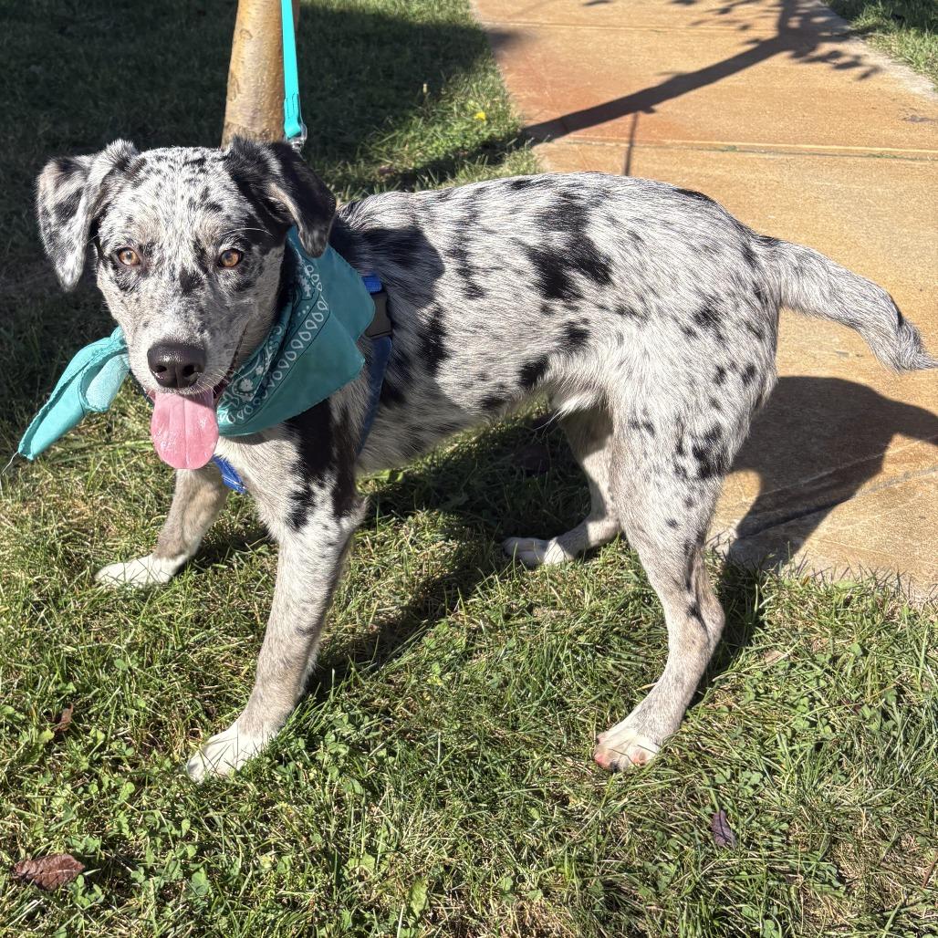 Enlarge Ray Ray, a Adoptable Mixed Breed in Canal Winchester, OH image 2/4