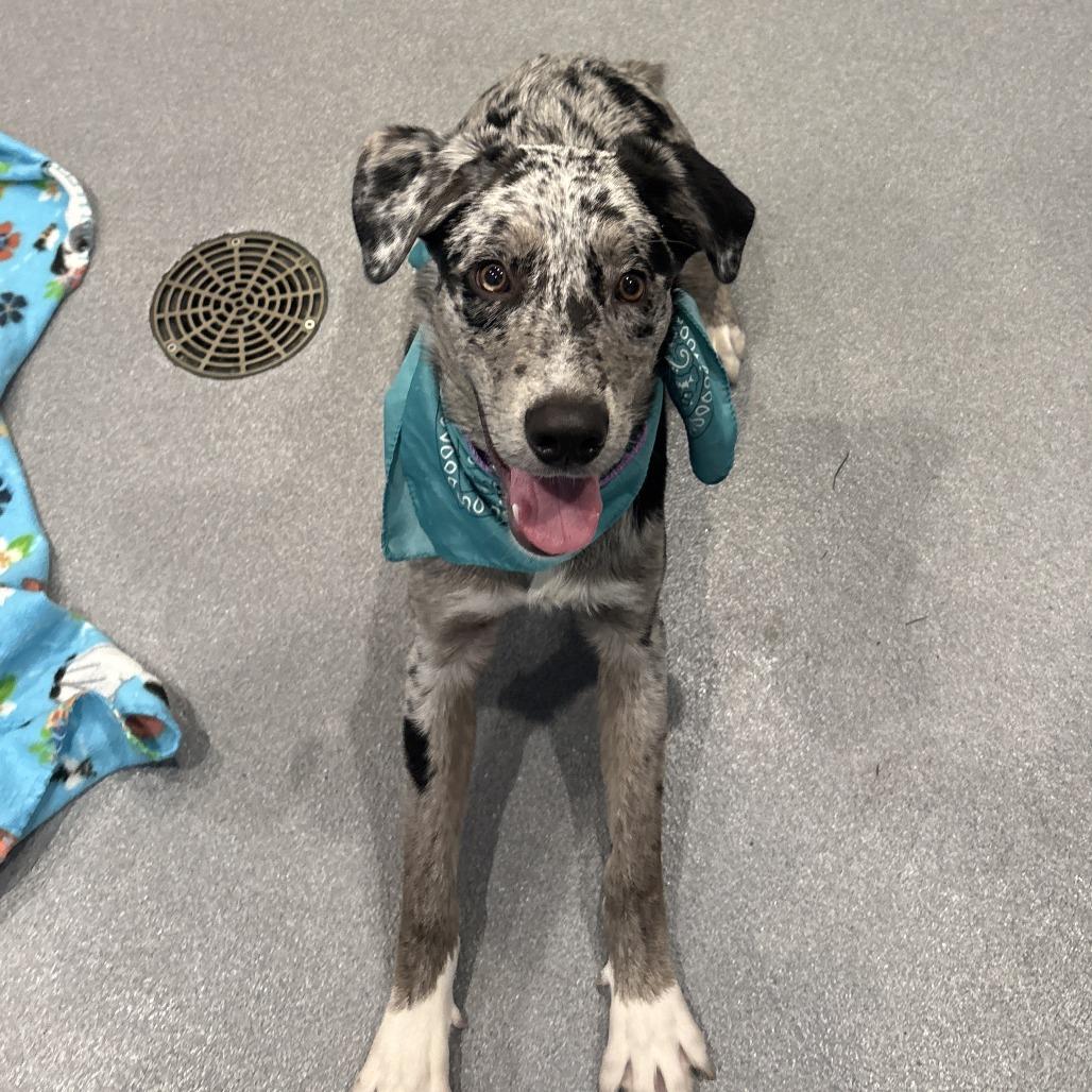 Enlarge Ray Ray, a Adoptable Mixed Breed in Canal Winchester, OH image 3/4