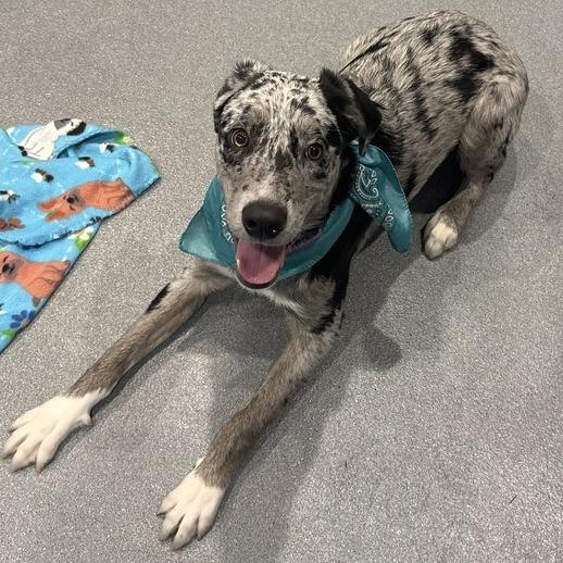 Enlarge Ray Ray, a Adoptable Mixed Breed in Canal Winchester, OH image 4/4