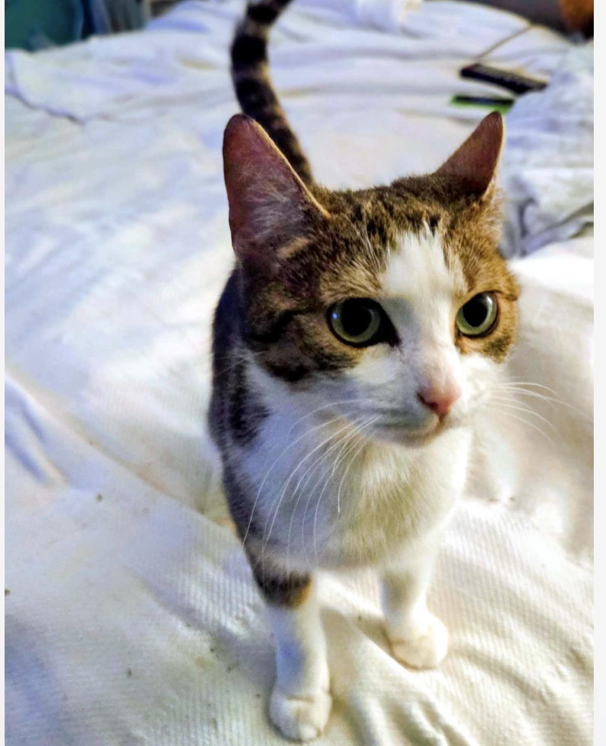 Enlarge Izzy, a ADOPTABLE Domestic Short Hair in Maineville, OH image 3/4