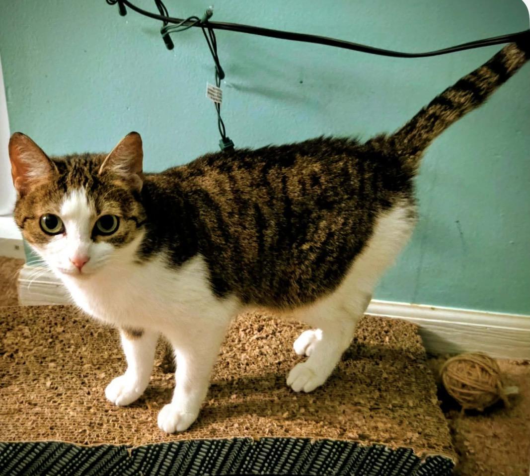 Enlarge Izzy, a ADOPTABLE Domestic Short Hair in Maineville, OH image 2/4