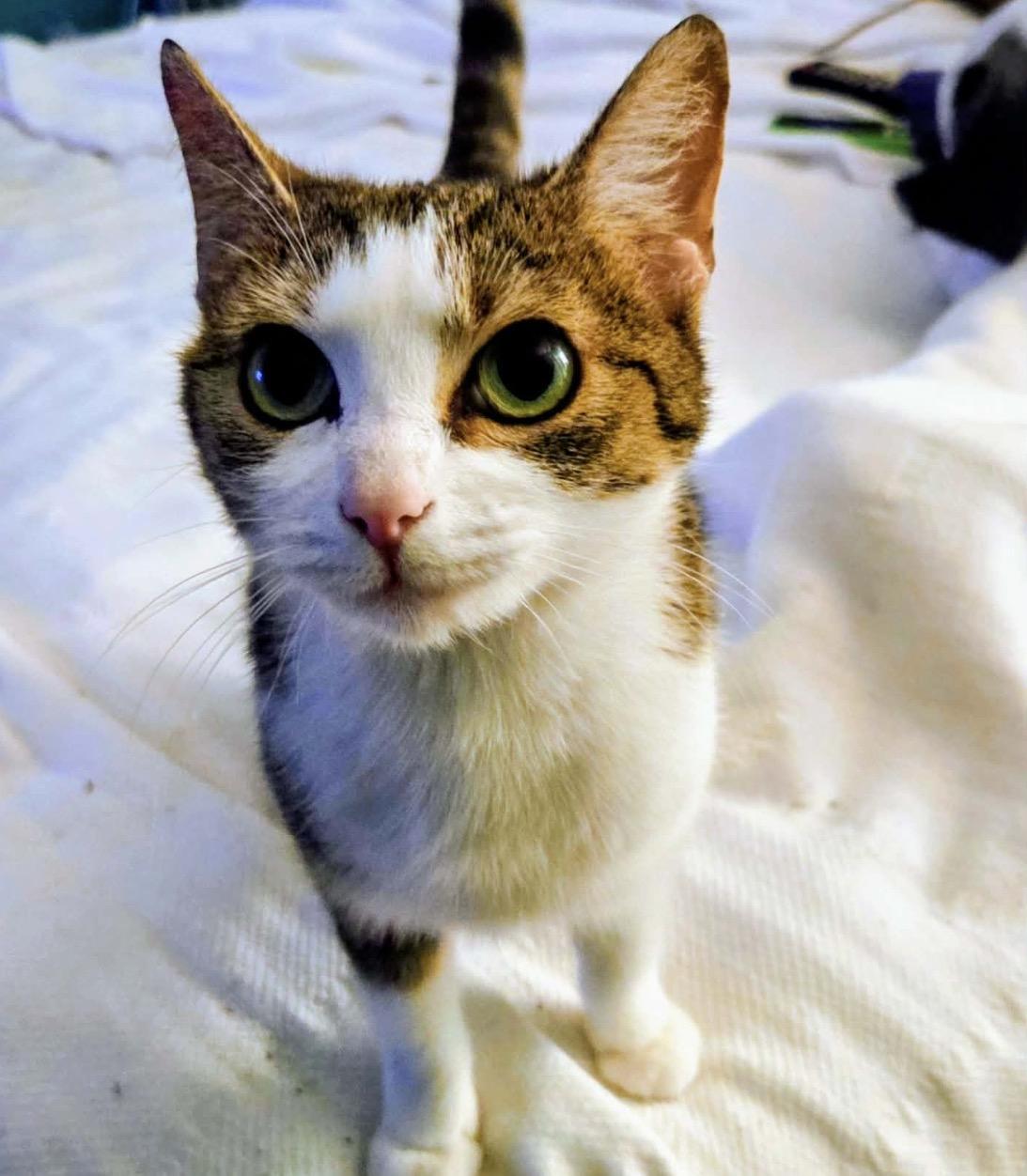 Enlarge Izzy, a ADOPTABLE Domestic Short Hair in Maineville, OH image 1/4