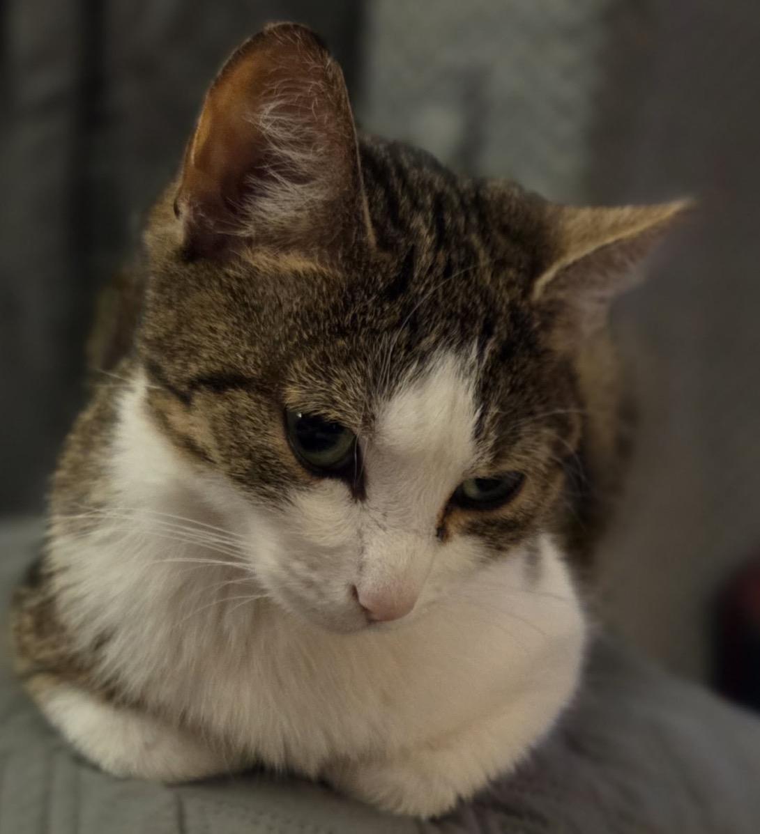 Enlarge Izzy, a ADOPTABLE Domestic Short Hair in Maineville, OH image 4/4