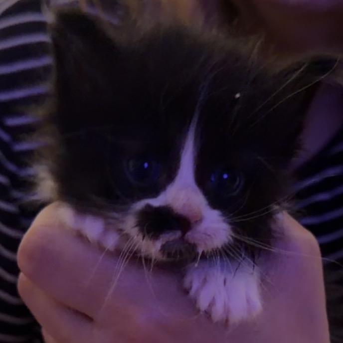 Raptor, Adoptable, Kitten Female Domestic Short Hair.