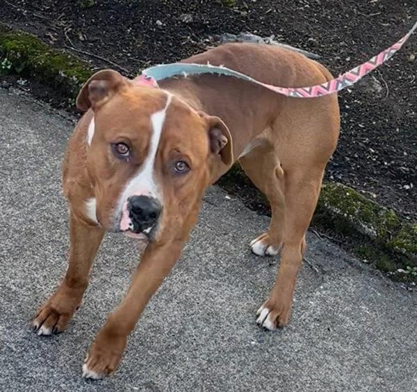 Primo (mcas), Adoptable, Adult Male Pit Bull Terrier.