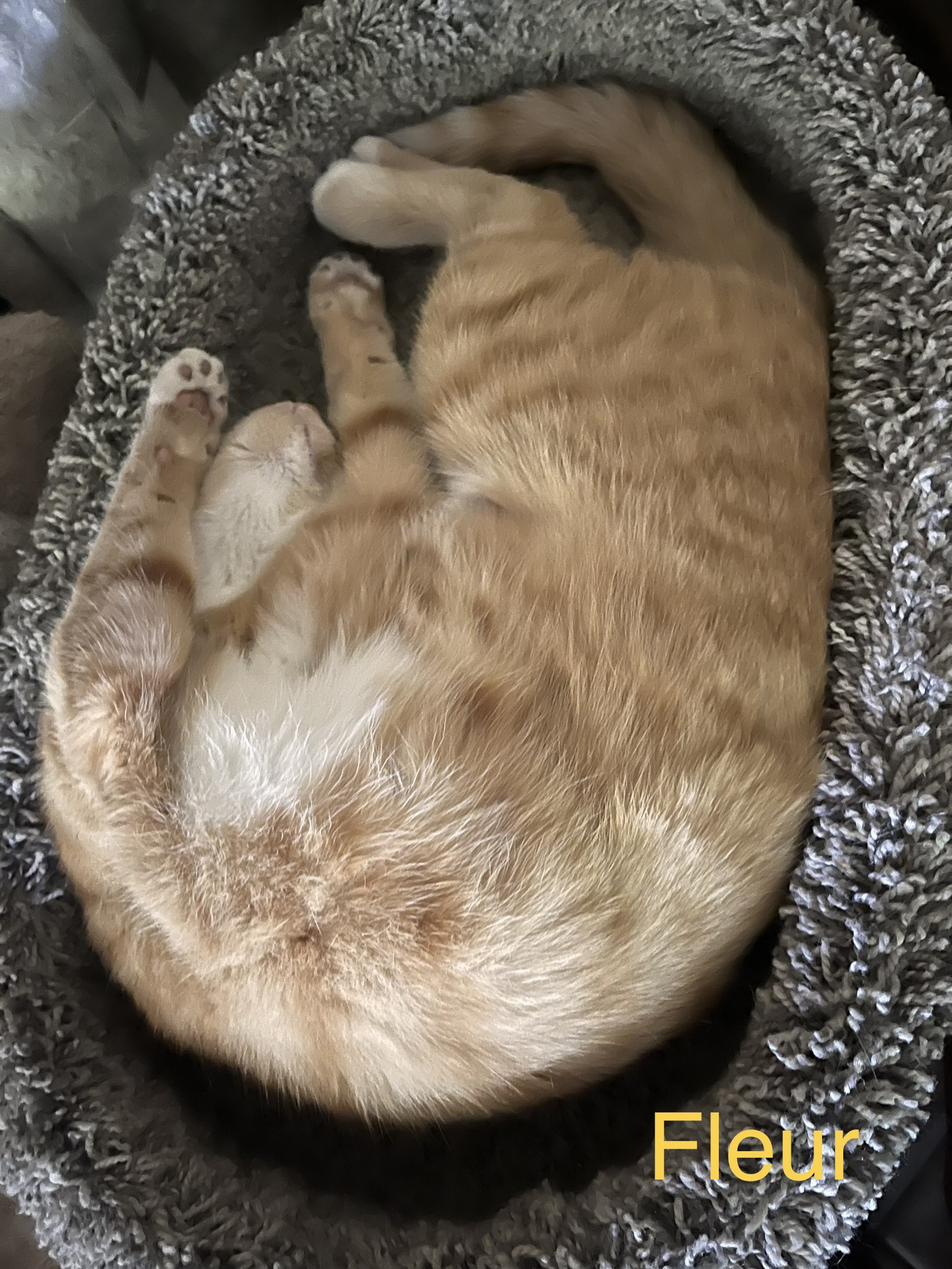 Enlarge Mimosa, a Adoptable mixed breed in Moreno Valley, CA image 3/4