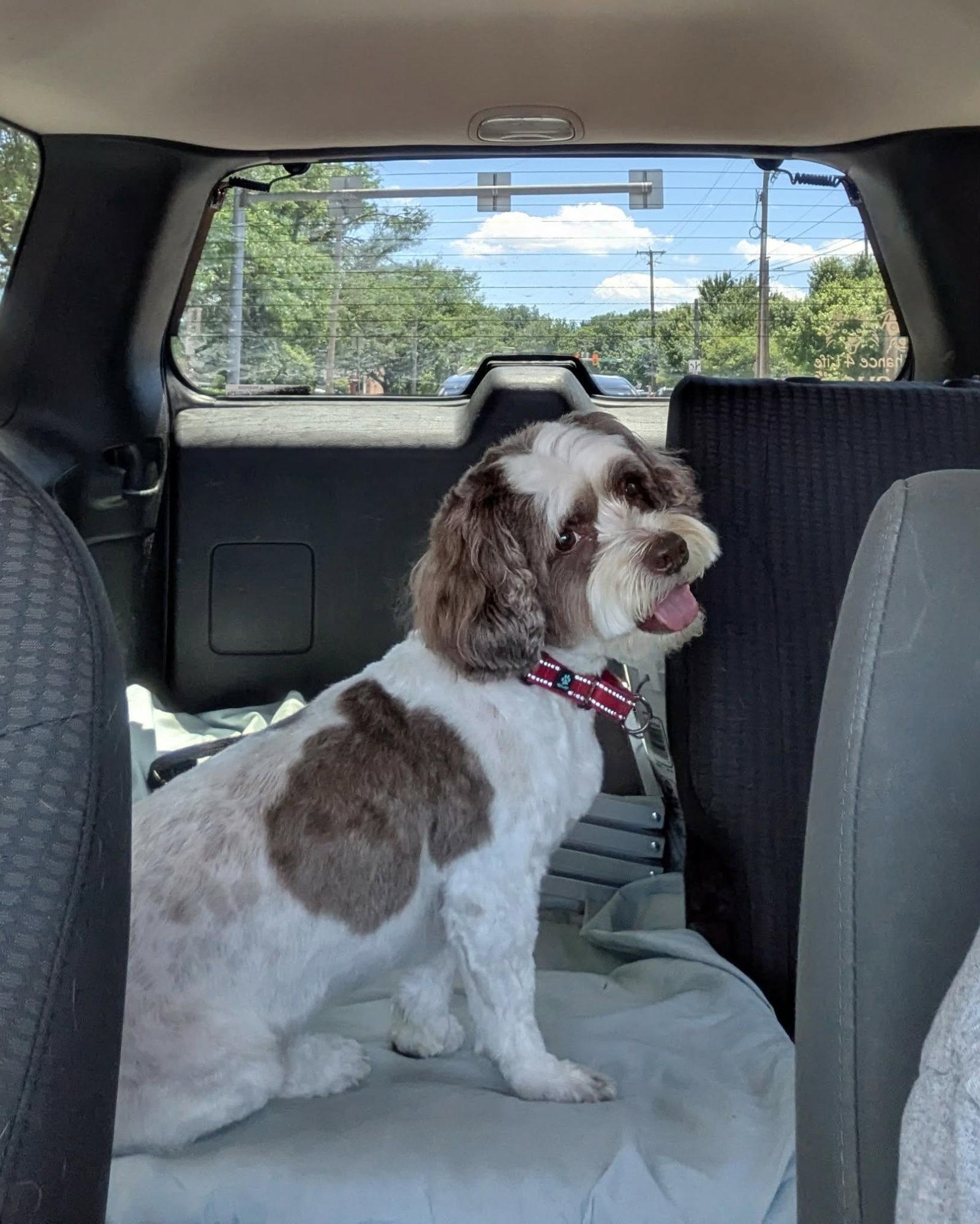 Archie, Adoptable, Adult Male Shih Tzu.