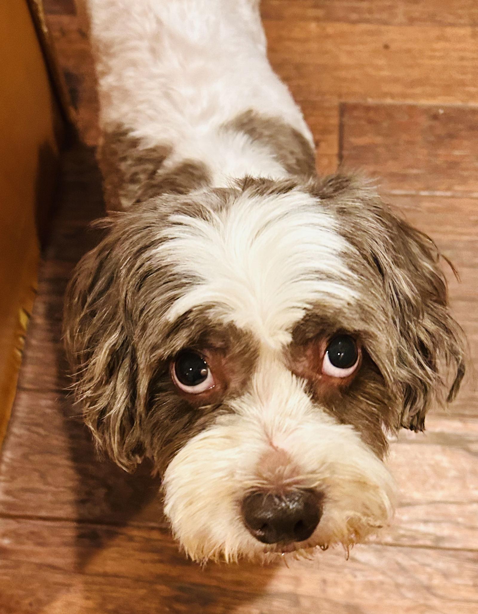 Enlarge Archie, a Adoptable Shih Tzu in Elizabethtown, PA image 2/3