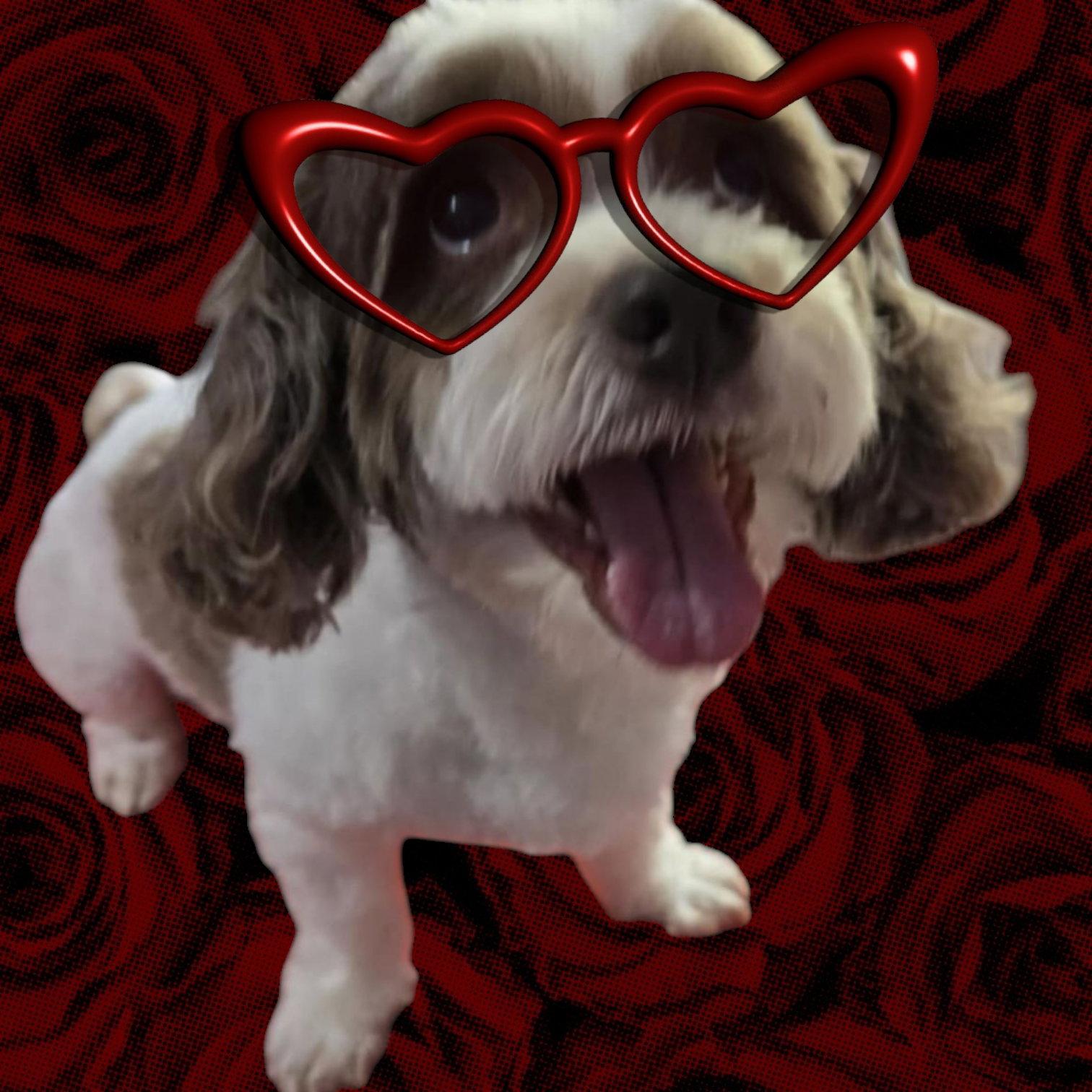 Archie, a Adoptable Shih Tzu in Elizabethtown, PA image 2/3