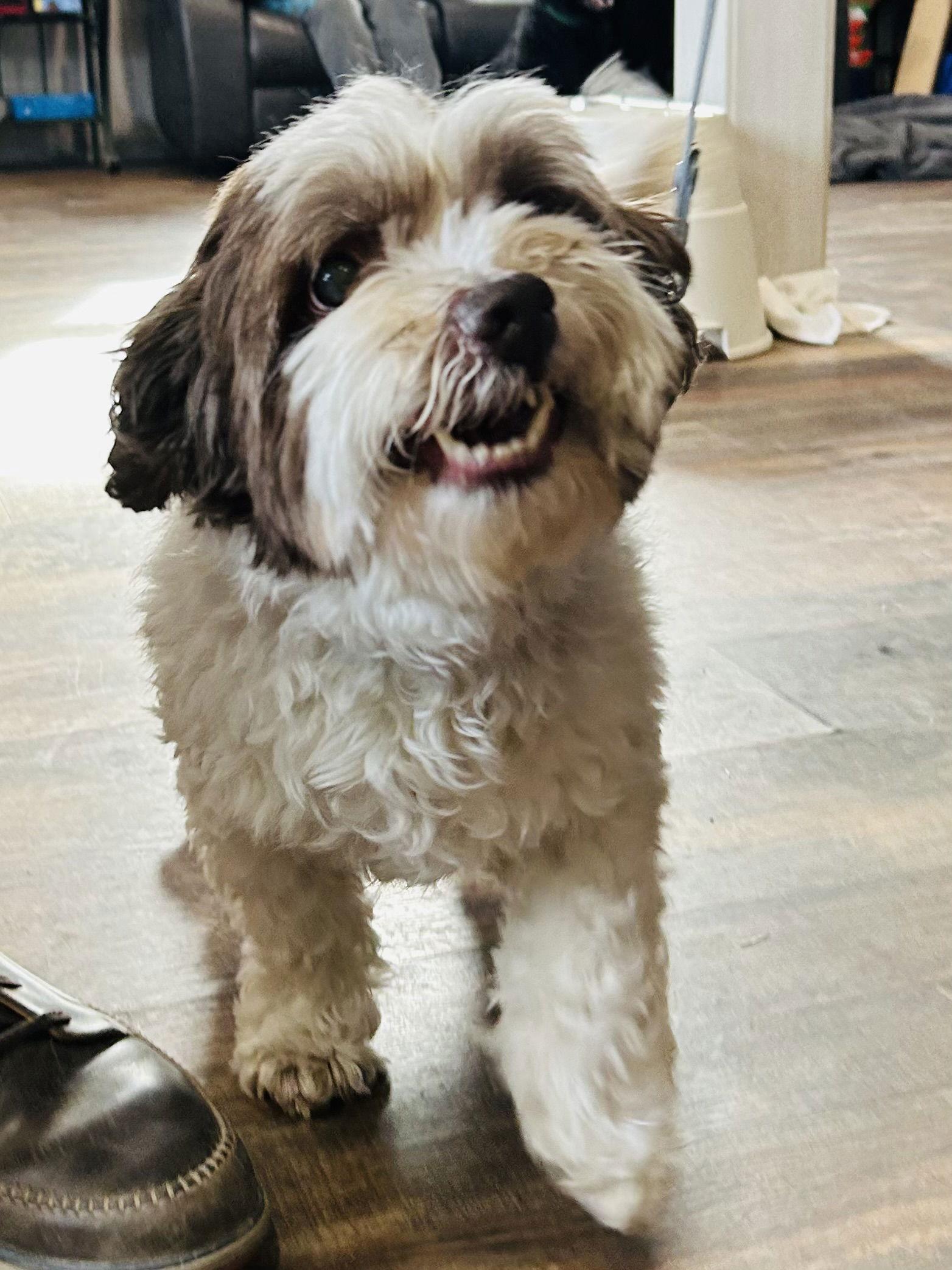 Enlarge Archie, a Adoptable Shih Tzu in Elizabethtown, PA image 3/3