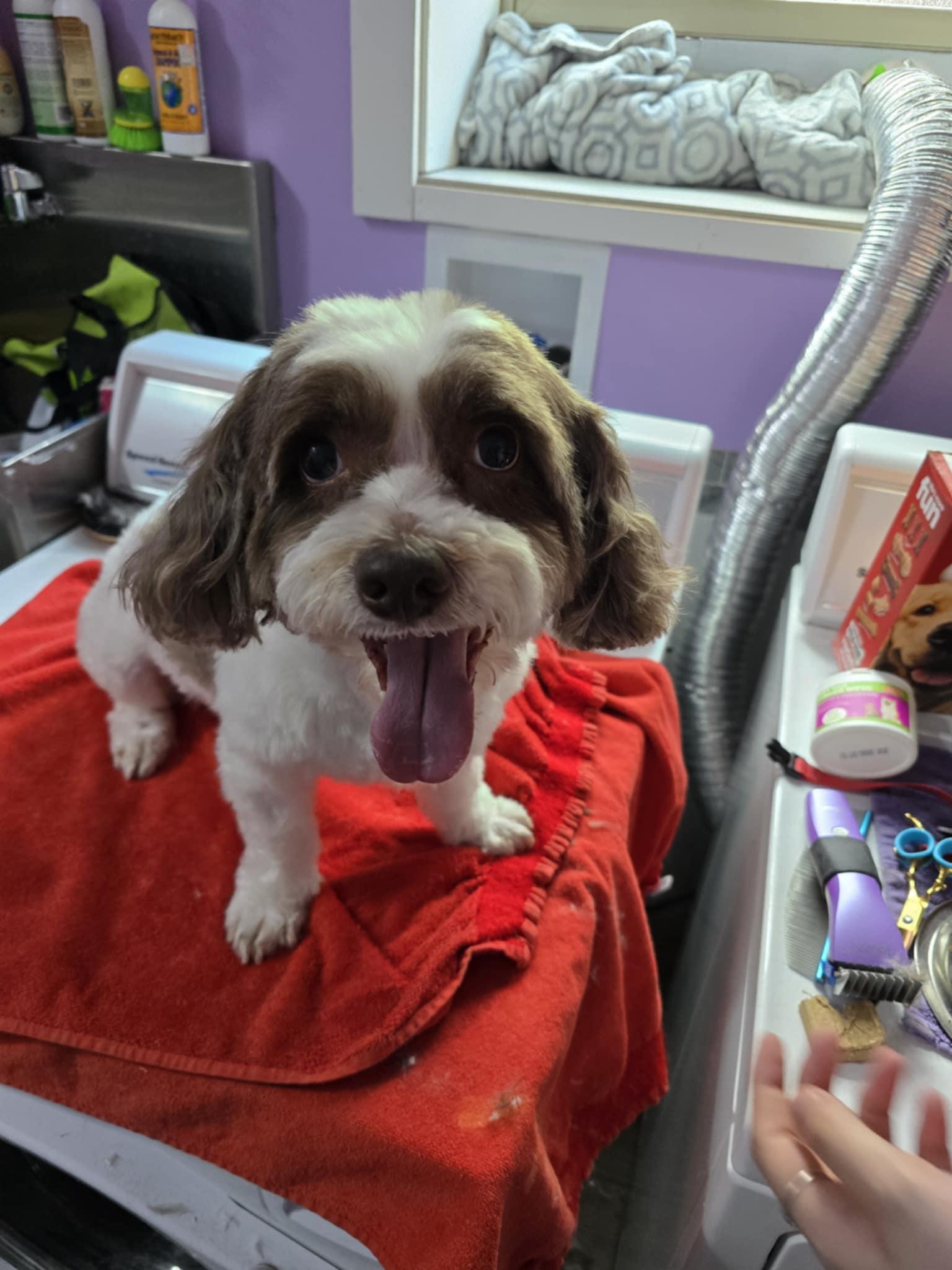 Archie, a Adoptable Shih Tzu in Elizabethtown, PA image 3/3