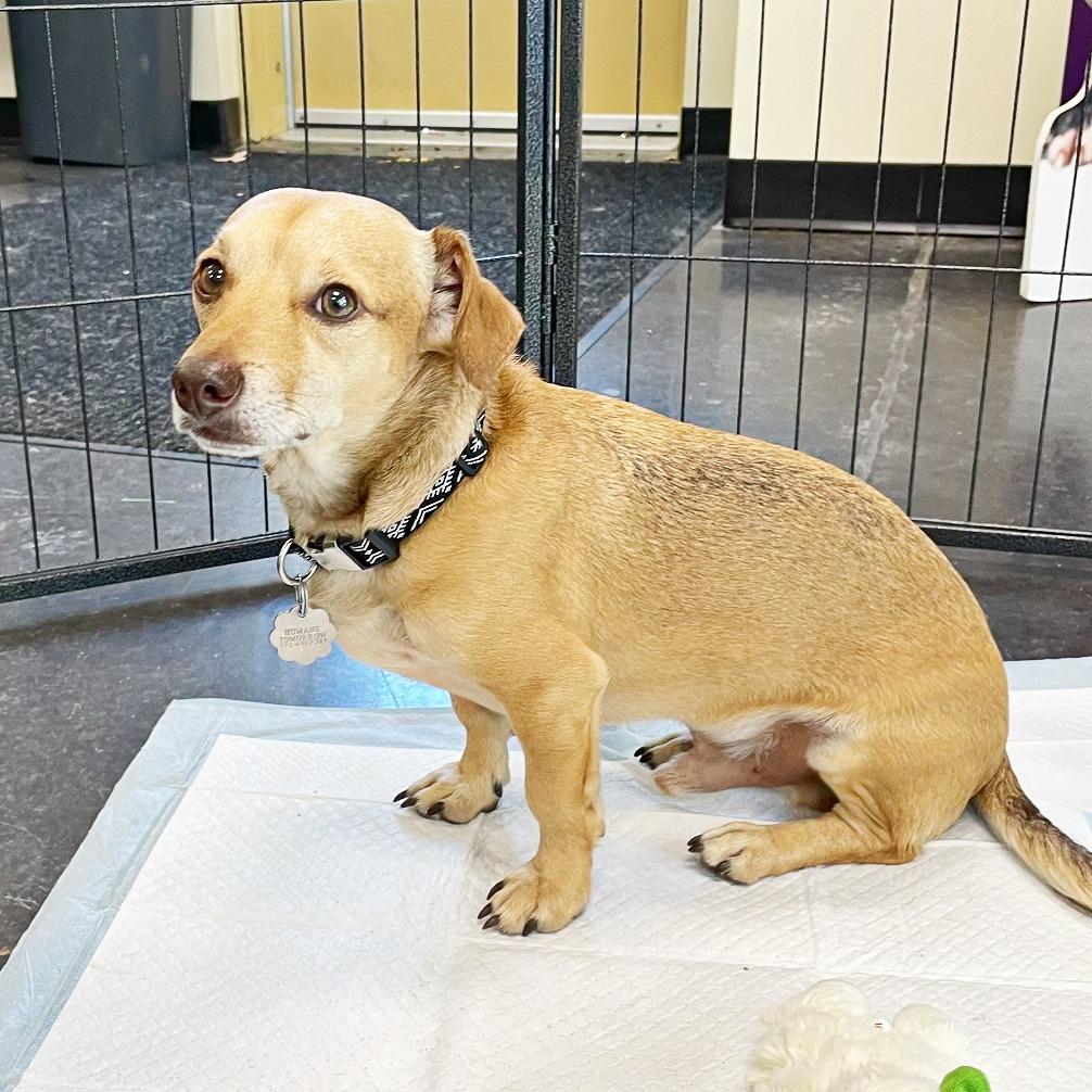 Travis, Adoptable, Adult Male Dachshund & Chihuahua.