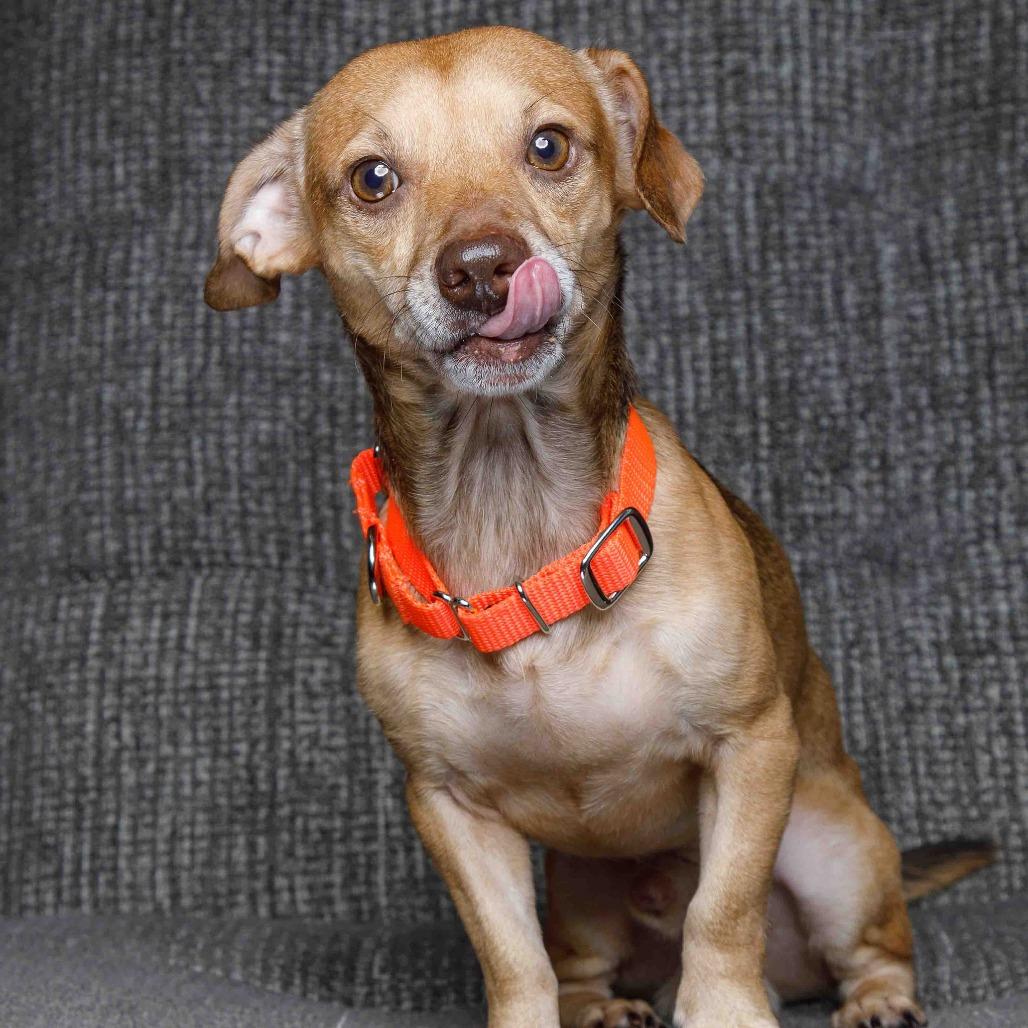 Travis, a Adoptable mixed breed in Flower Mound, TX image 1/5