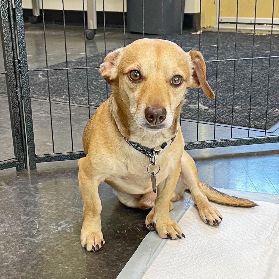 Enlarge Travis, a Adoptable mixed breed in Flower Mound, TX image 2/6