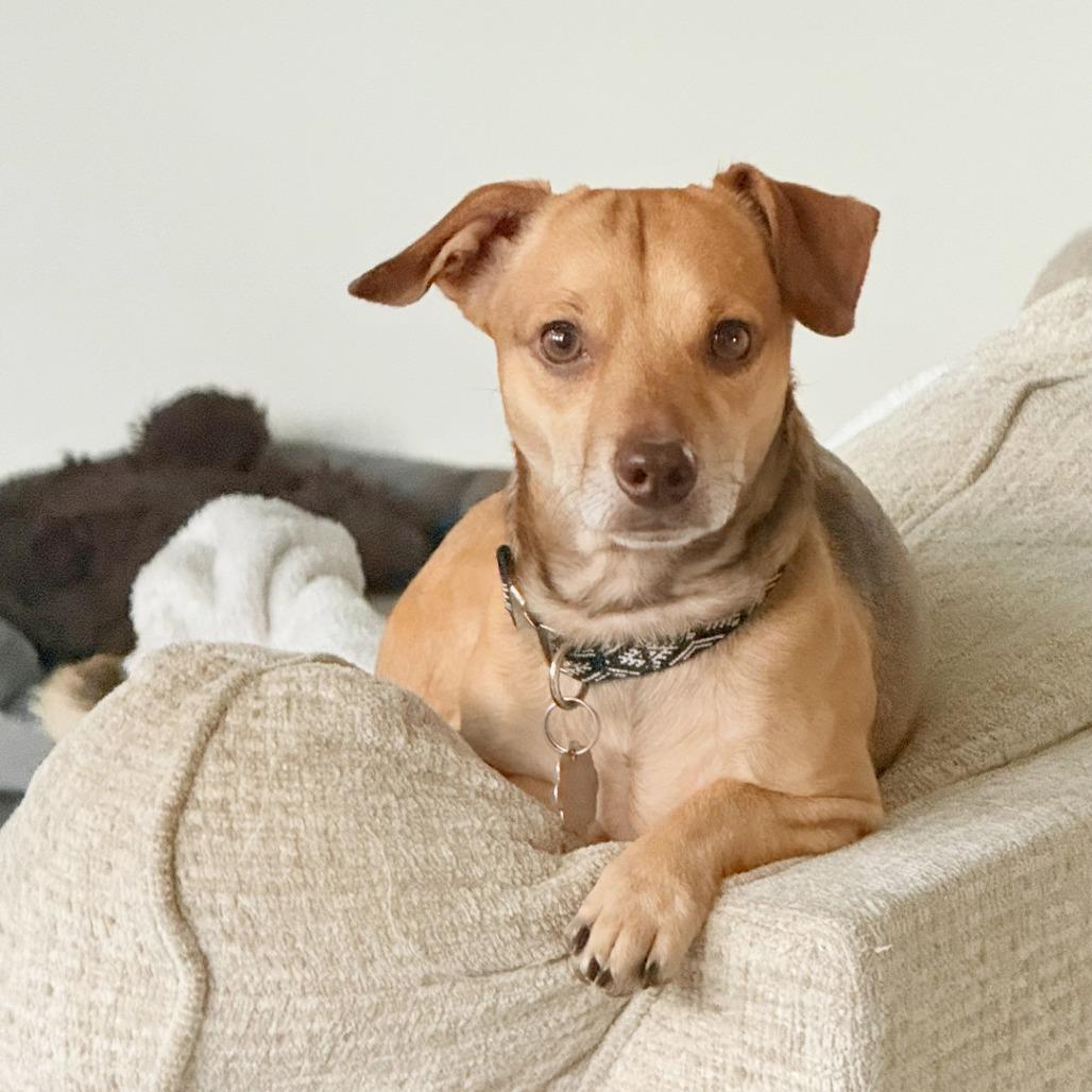 Travis, Adoptable, Adult Male Dachshund.