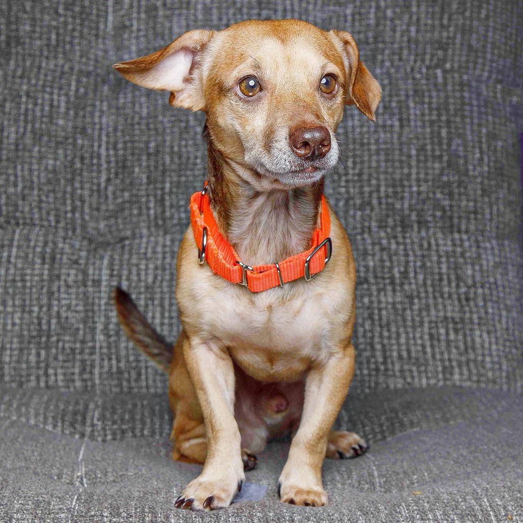 Enlarge Travis, a Adoptable mixed breed in Flower Mound, TX image 2/5