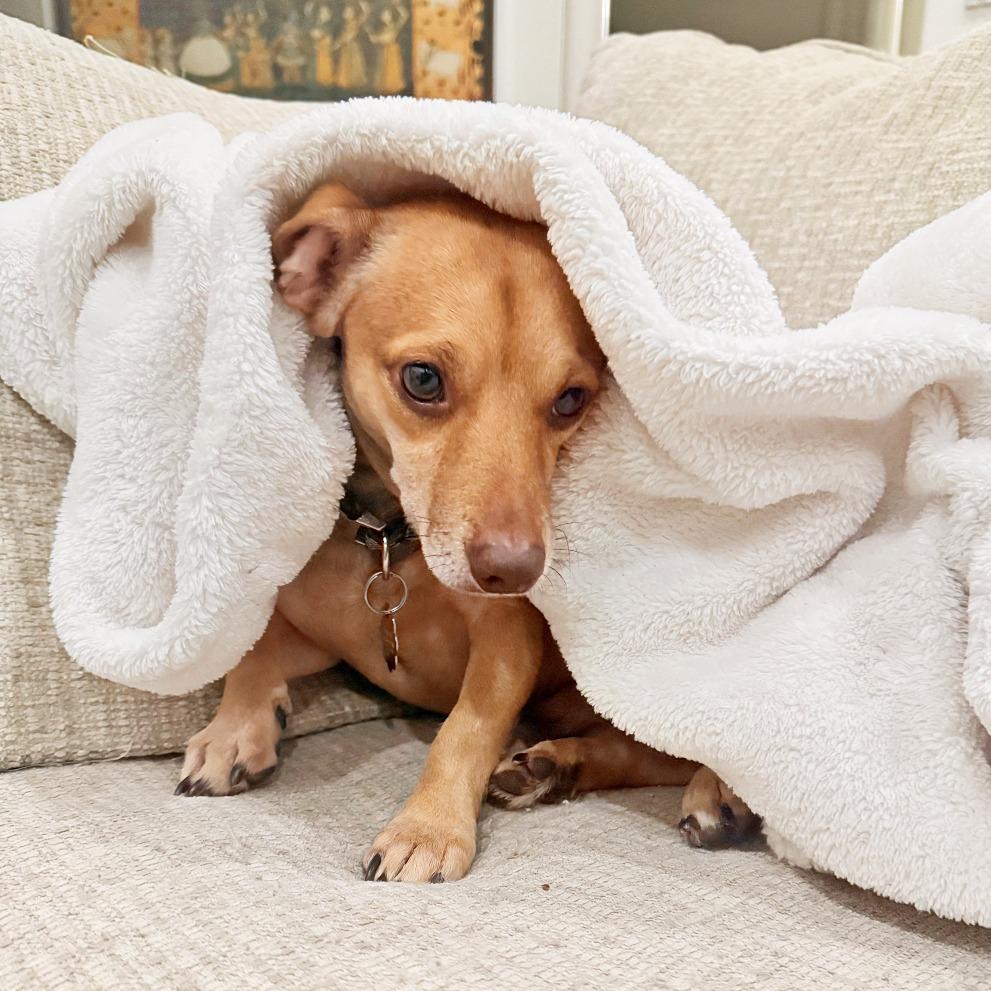 Enlarge Travis, a Adoptable mixed breed in Flower Mound, TX image 3/5