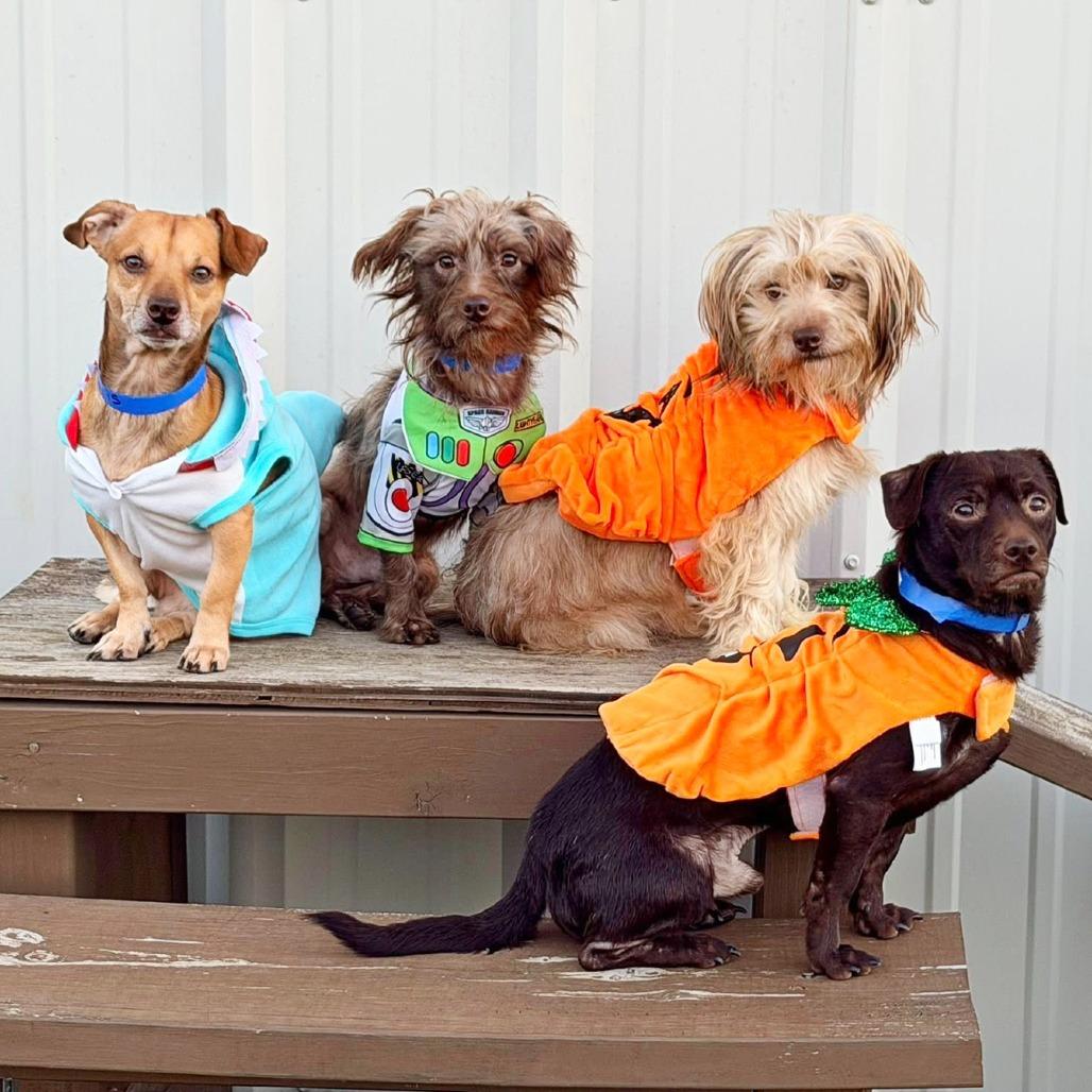 Enlarge Travis, a Adoptable mixed breed in Flower Mound, TX image 4/5