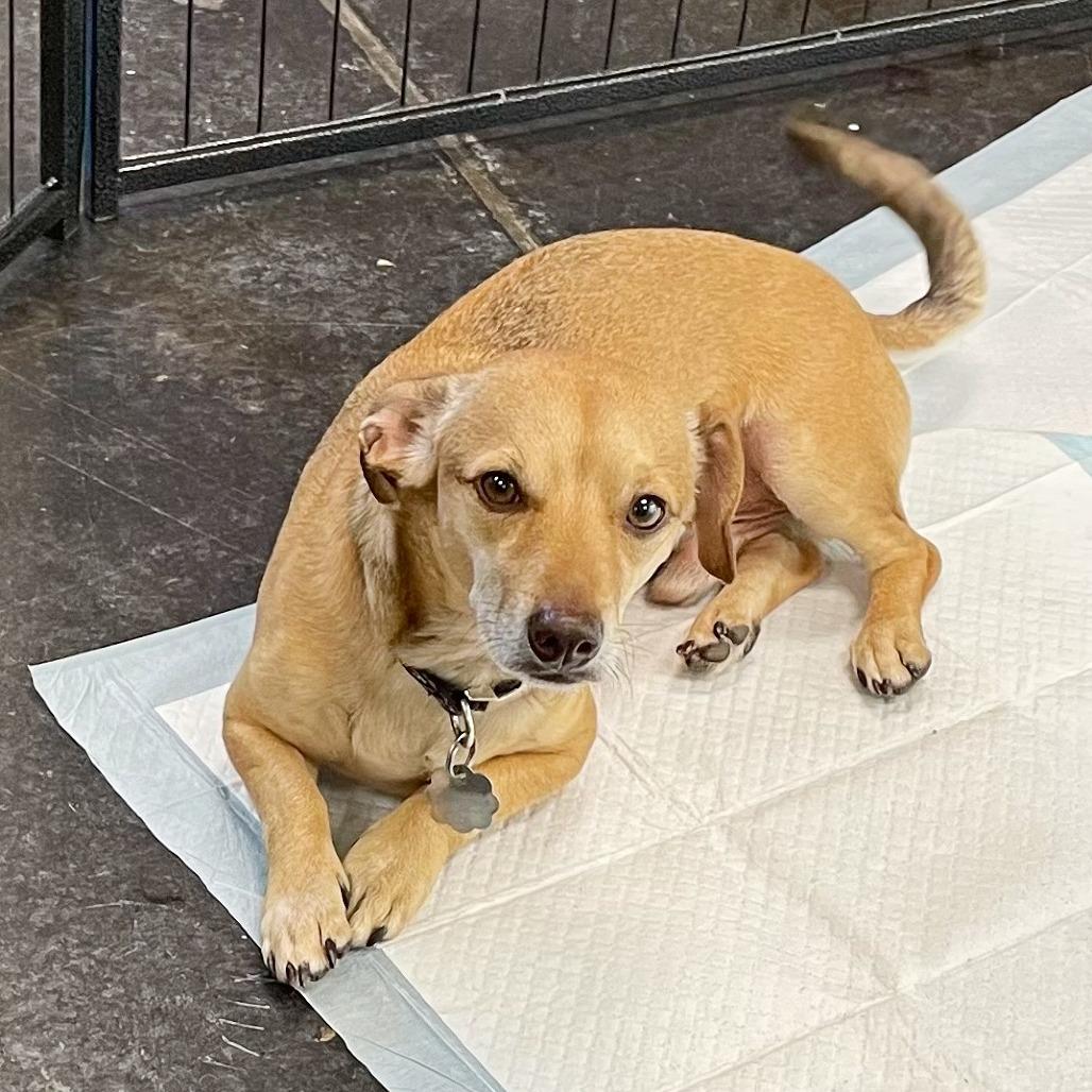 Enlarge Travis, a Adoptable mixed breed in Flower Mound, TX image 5/6