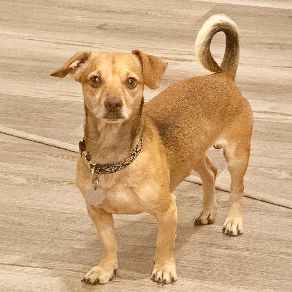 Enlarge Travis, a Adoptable mixed breed in Flower Mound, TX image 5/5