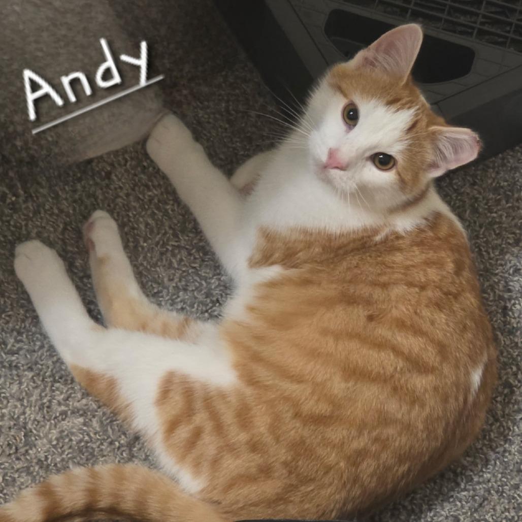 Andy, Adoptable, Young Male Domestic Short Hair.