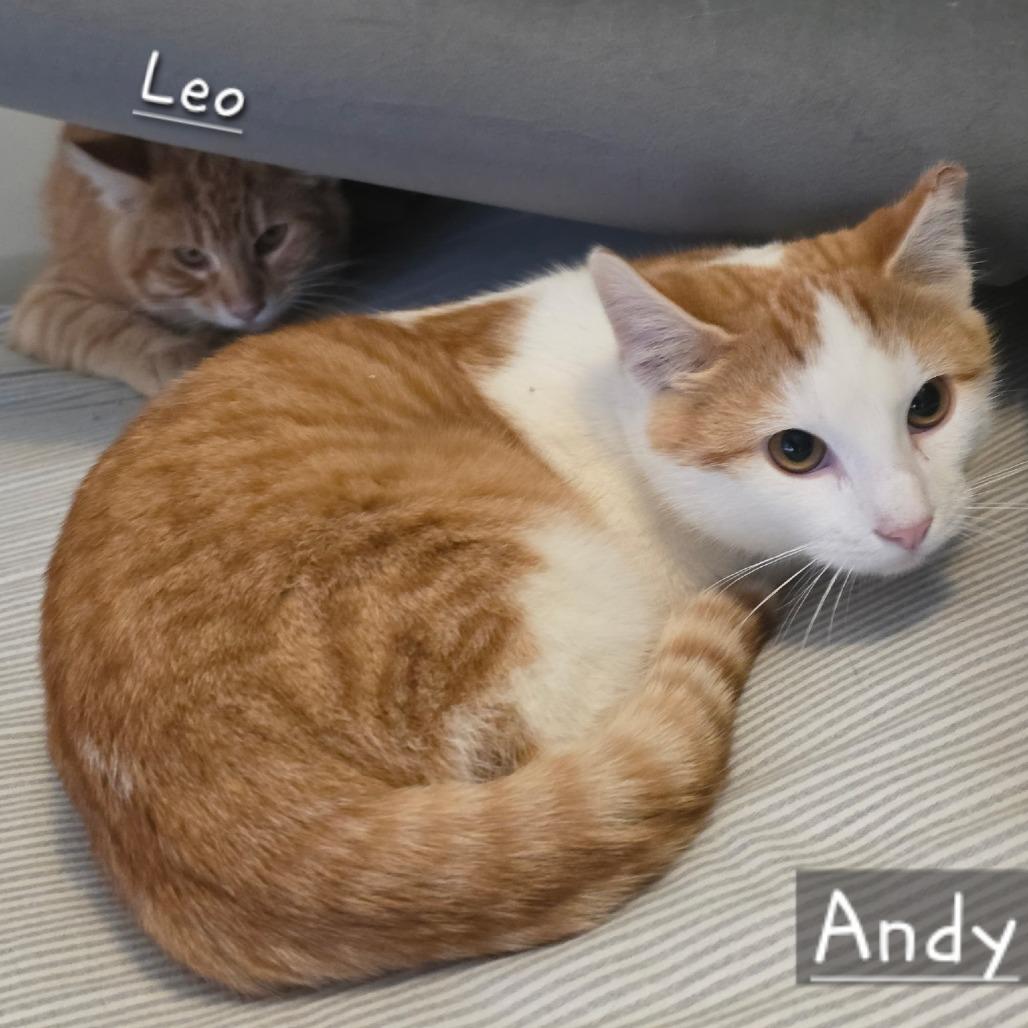 Enlarge Andy, a Adoptable Domestic Short Hair in Layton, UT image 4/5