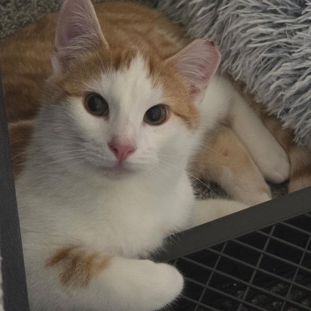 Enlarge Andy, a Adoptable Domestic Short Hair in Layton, UT image 5/5