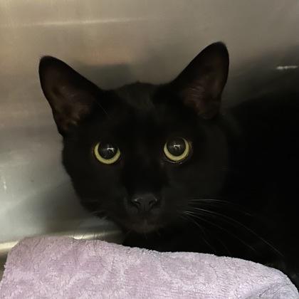 Enlarge Ramen, a ADOPTABLE Domestic Short Hair in Flagstaff, AZ image 1/1