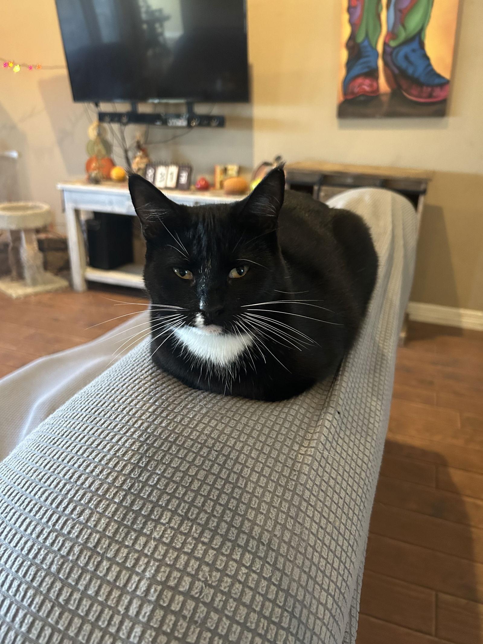 Enlarge Daisy, a Adoptable Domestic Short Hair in Mesquite, TX image 1/3