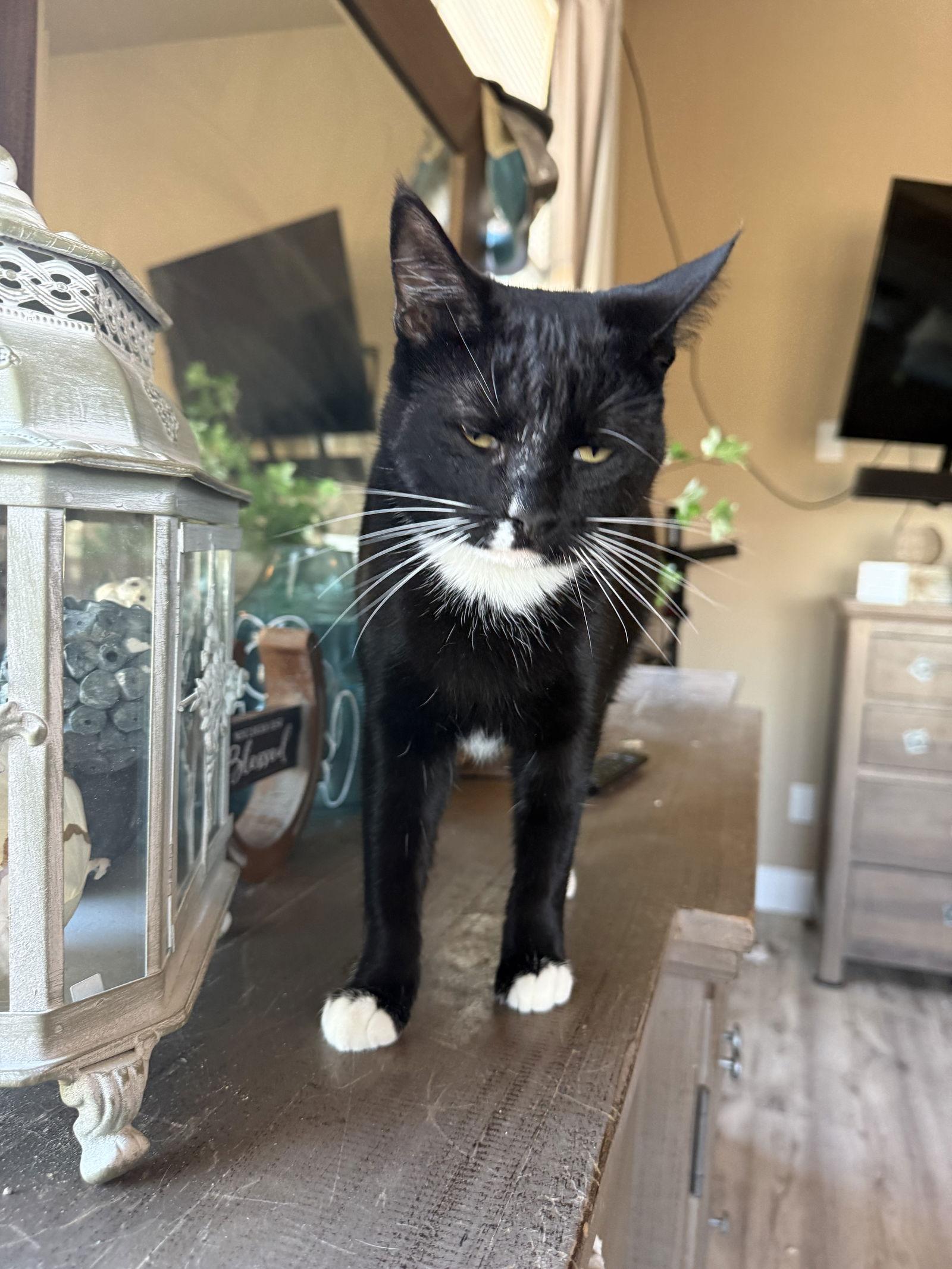 Enlarge Daisy, a Adoptable Domestic Short Hair in Mesquite, TX image 2/3