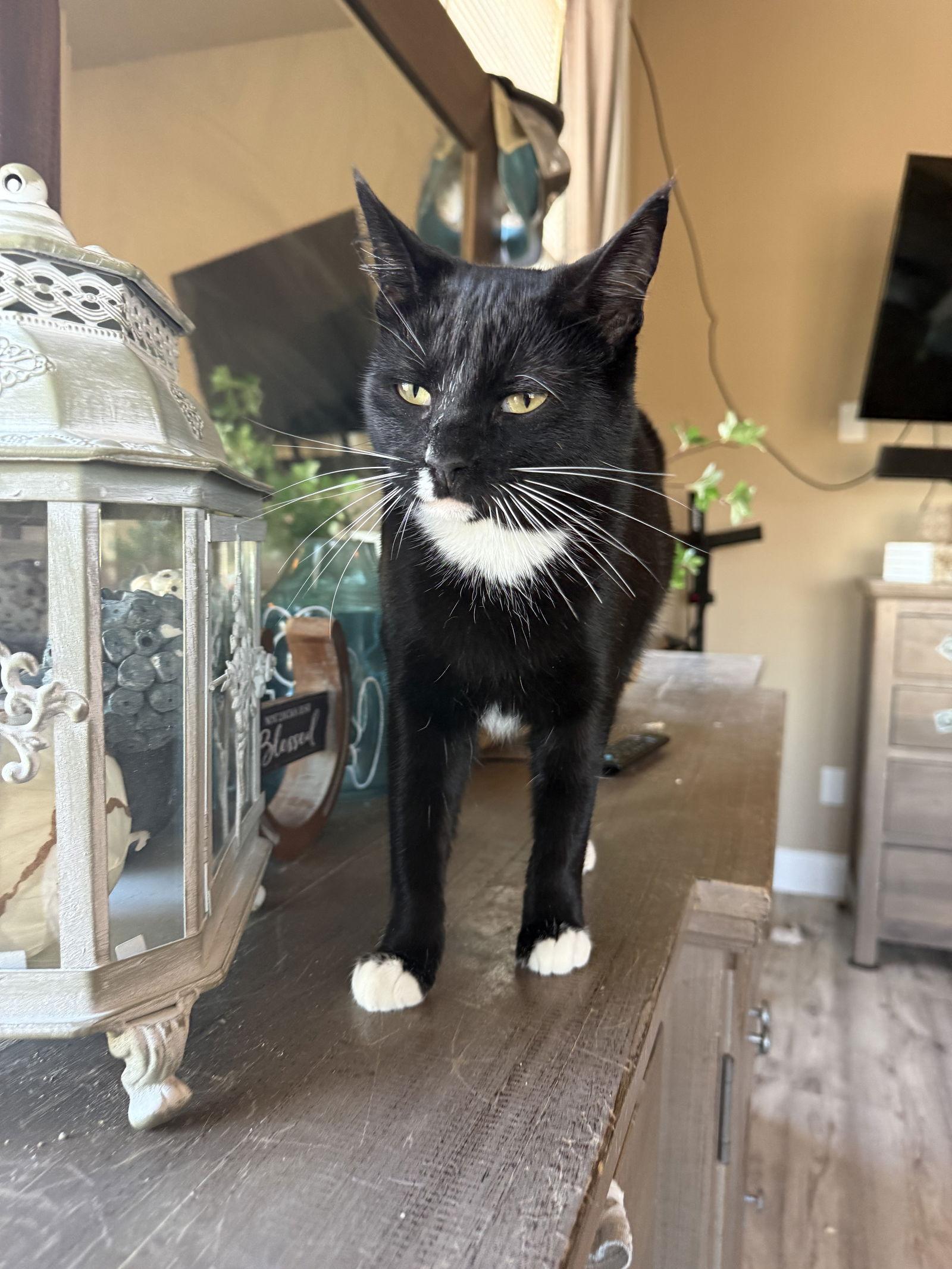 Enlarge Daisy, a Adoptable Domestic Short Hair in Mesquite, TX image 3/3