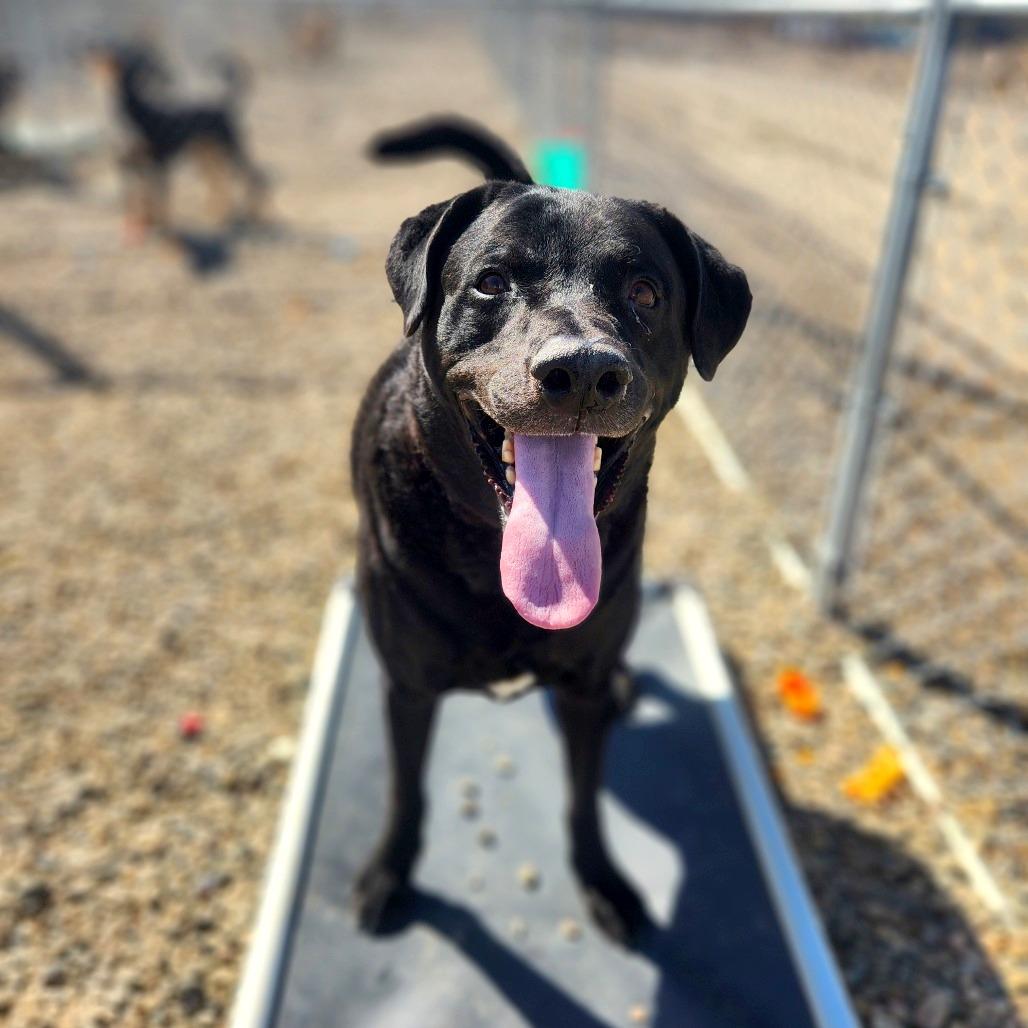 Ash, Adoptable, Adult Male Chesapeake Bay Retriever & Hound.