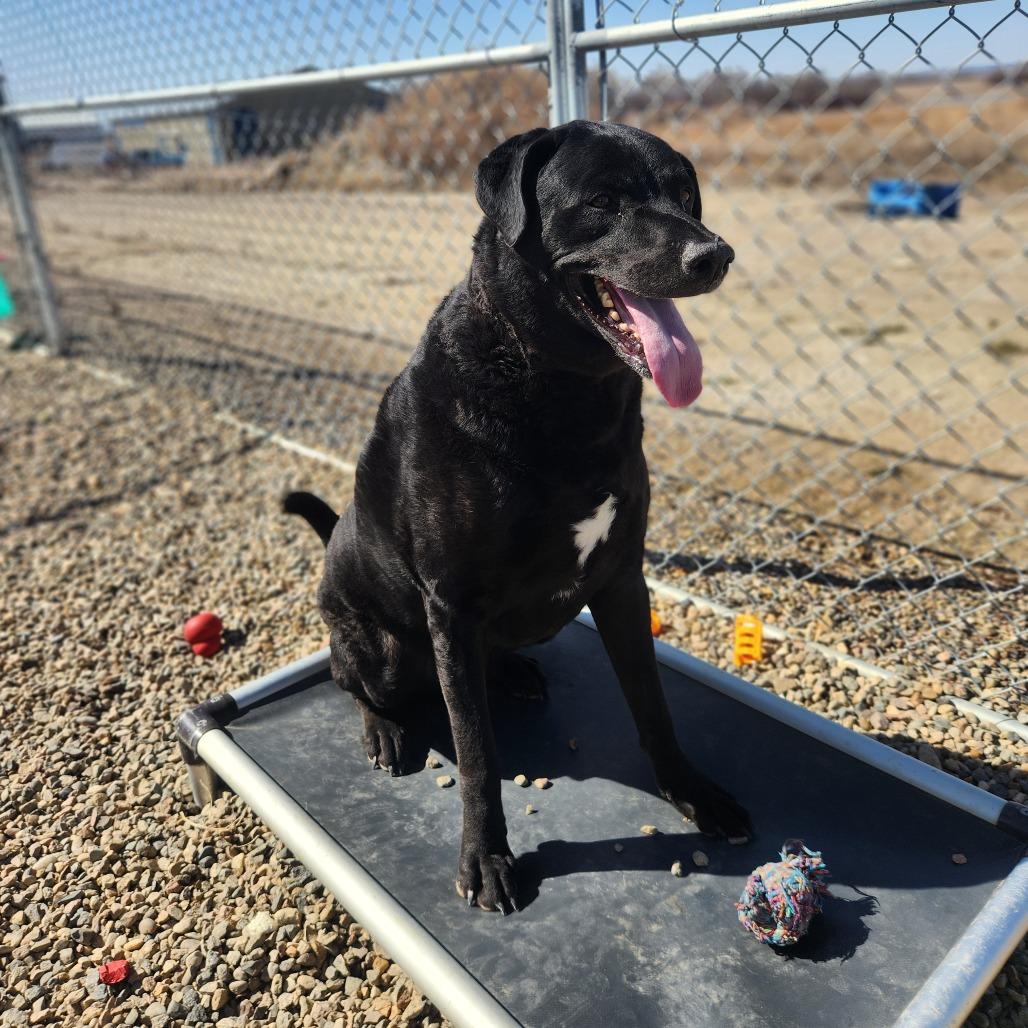Enlarge Ash, a Adoptable mixed breed in North Battleford, SK image 3/6