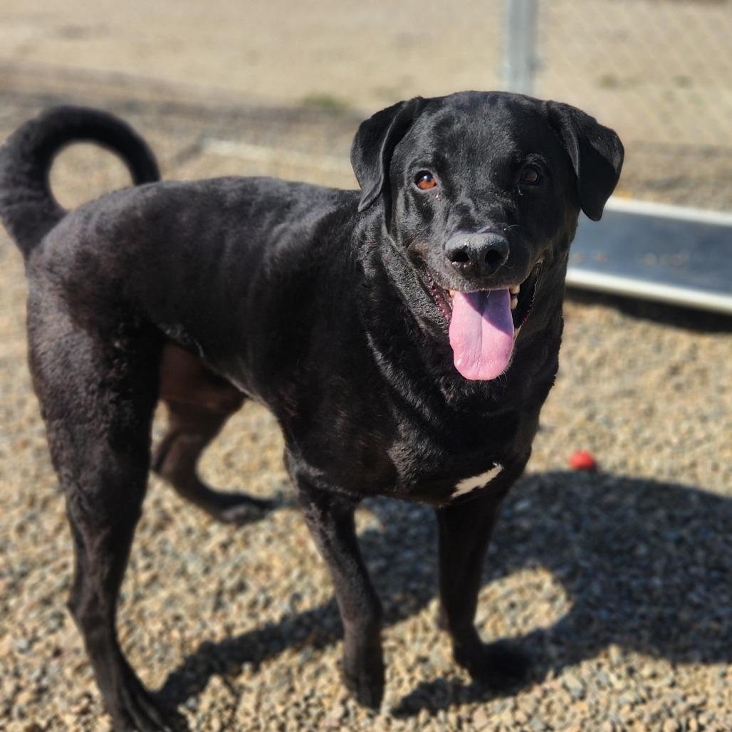 Enlarge Ash, a Adoptable mixed breed in North Battleford, SK image 4/6
