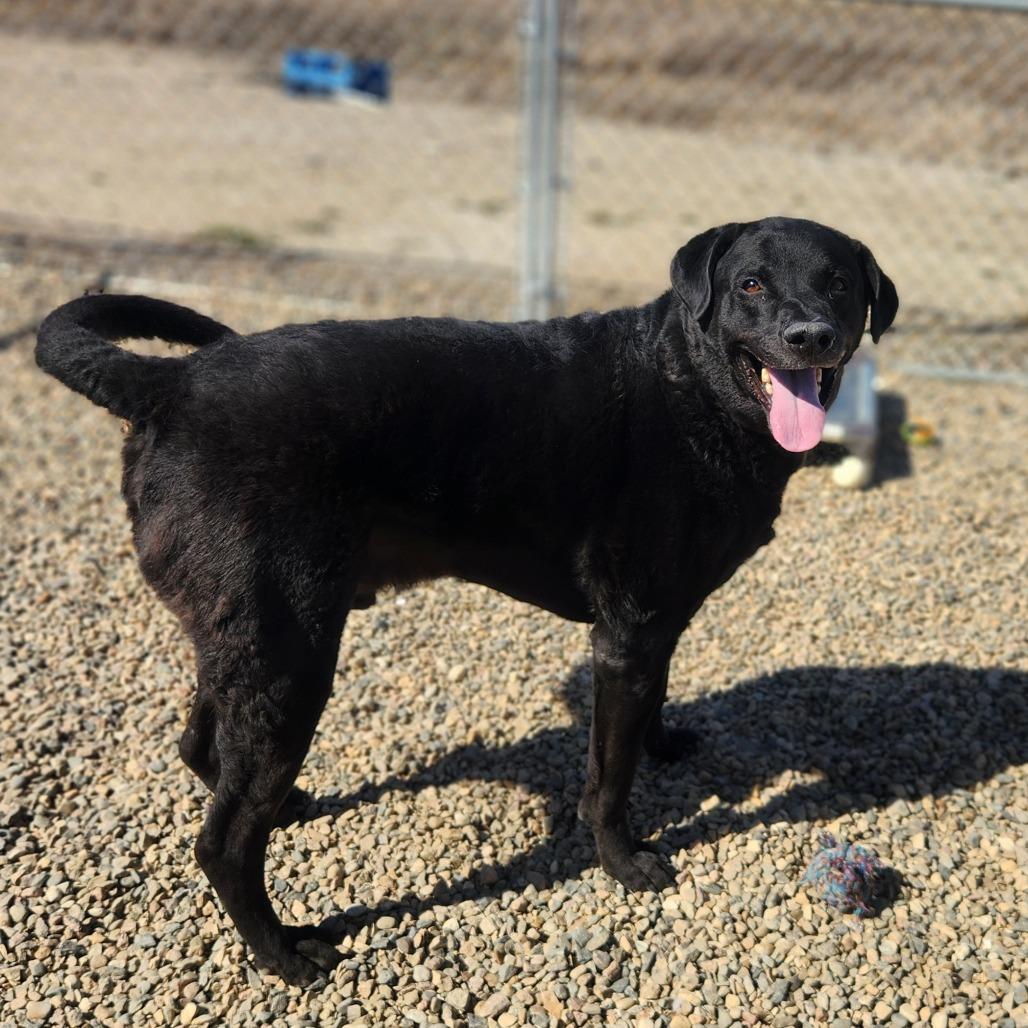 Enlarge Ash, a Adoptable mixed breed in North Battleford, SK image 6/6