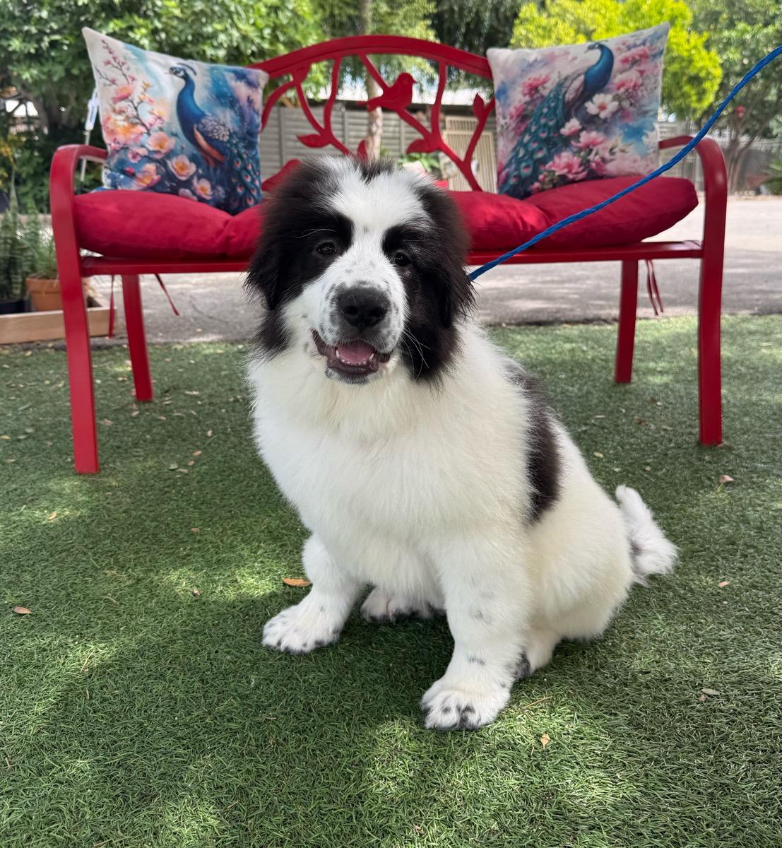 Autumn, a ADOPTABLE Great Pyrenees in Temecula, CA image 2/2
