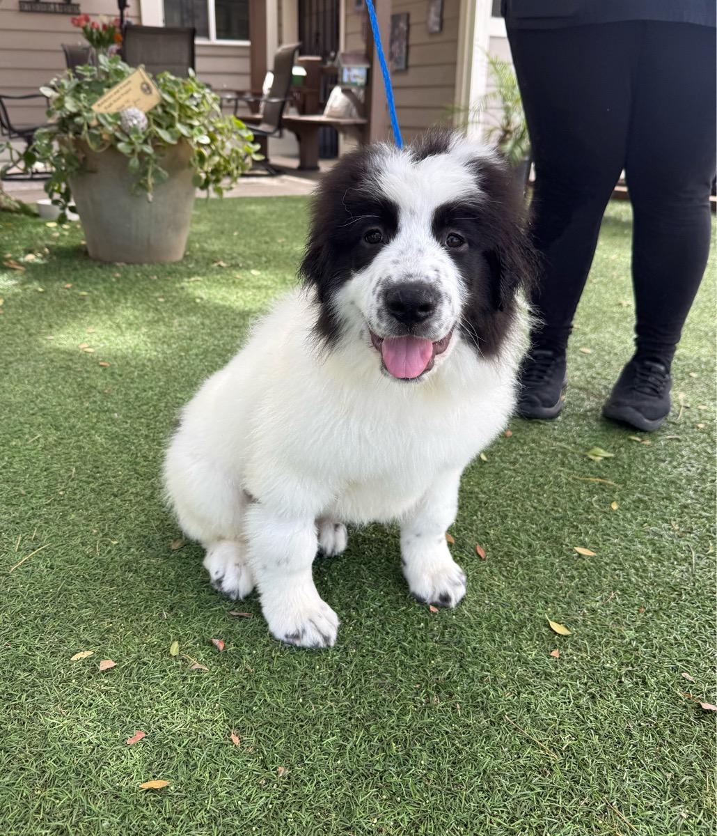 Autumn, ADOPTABLE, Young Female Great Pyrenees.