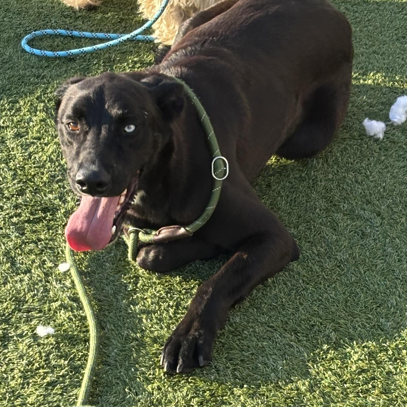 Chase, Adopted, Adult Male Australian Kelpie & Anatolian Shepherd.