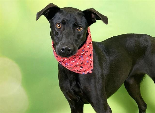 HARLIE, Adoptable, Young Female Labrador Retriever & Mixed Breed.